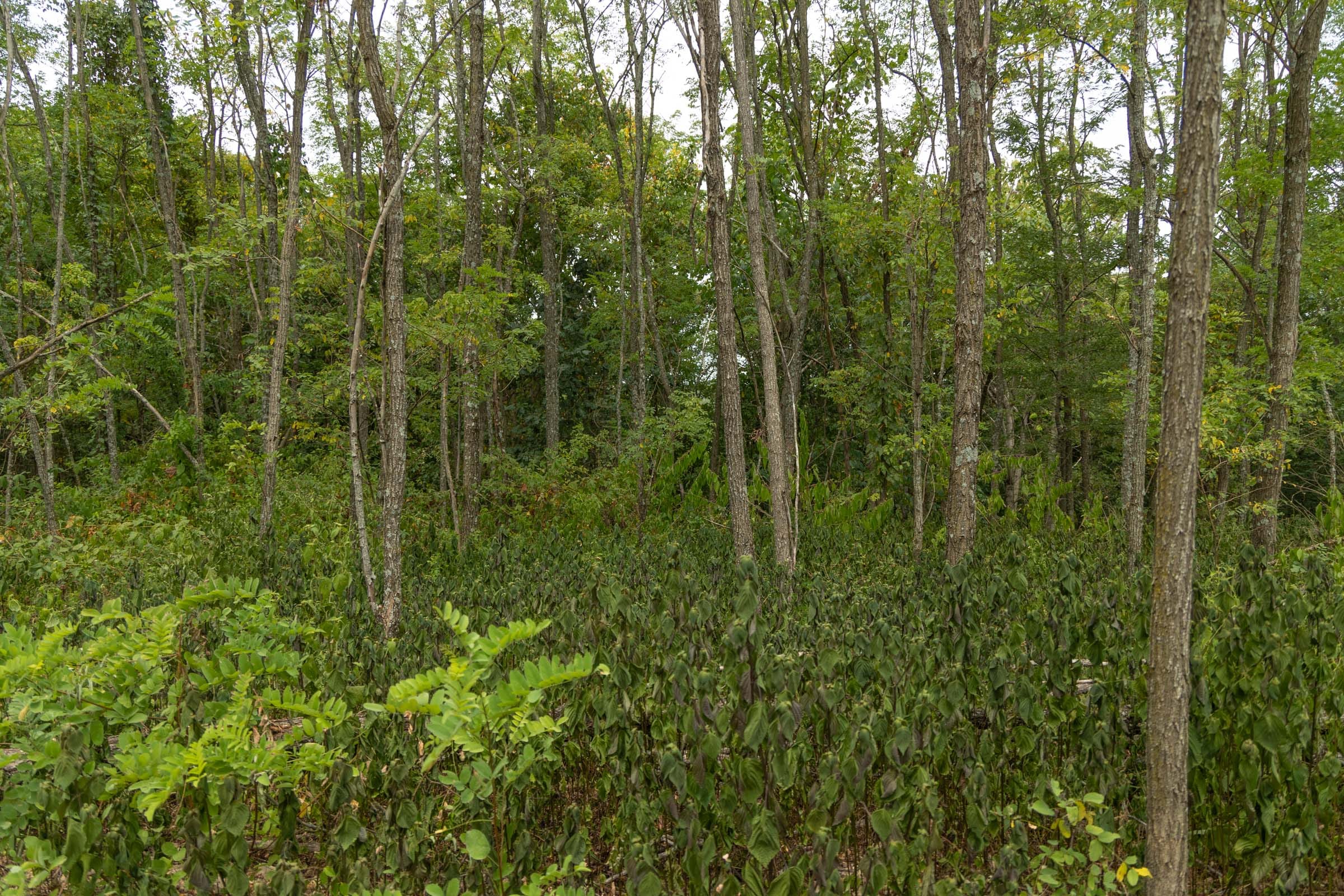 Big White Oak Tract 134 photo 16