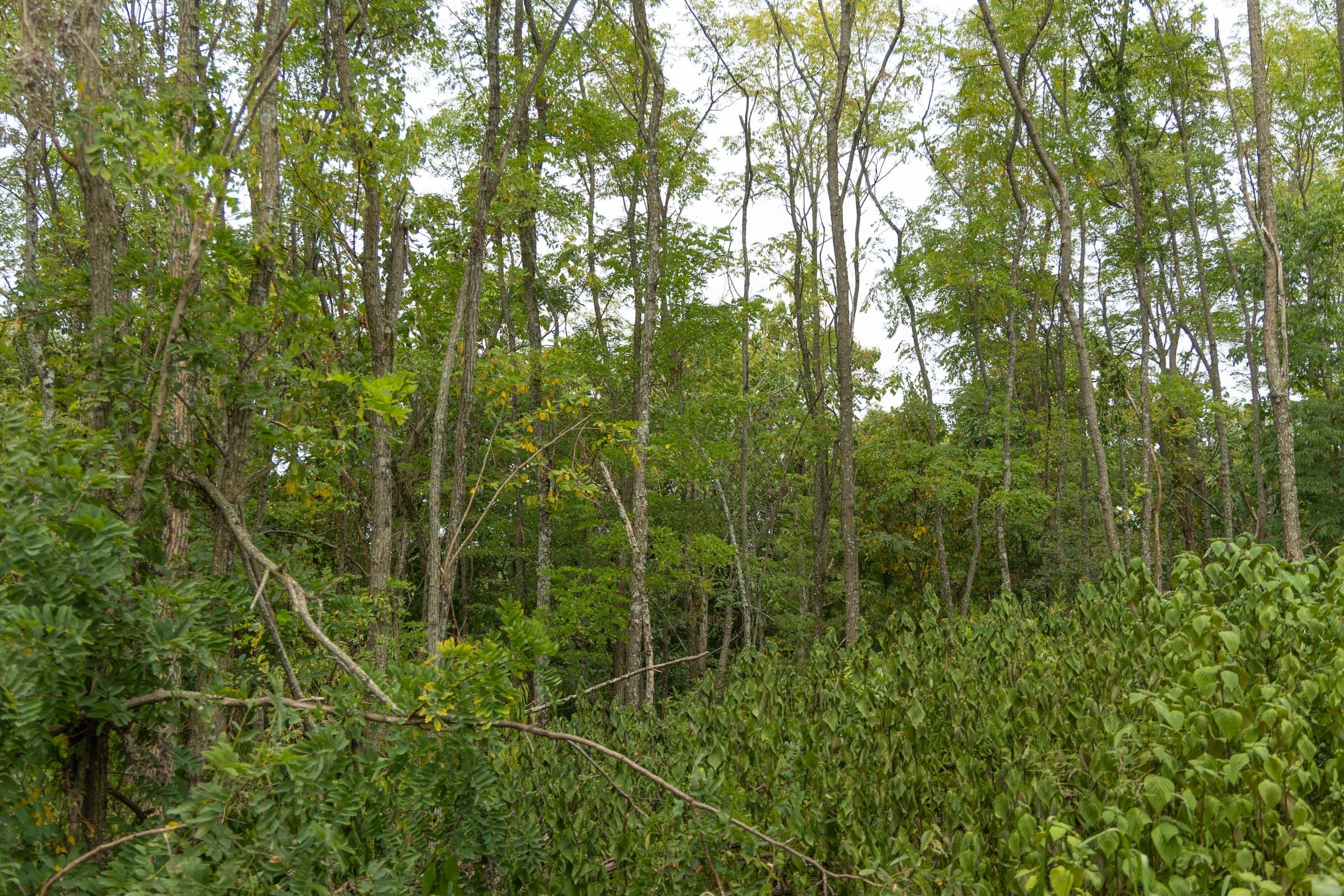 Big White Oak Tract 134 photo 15