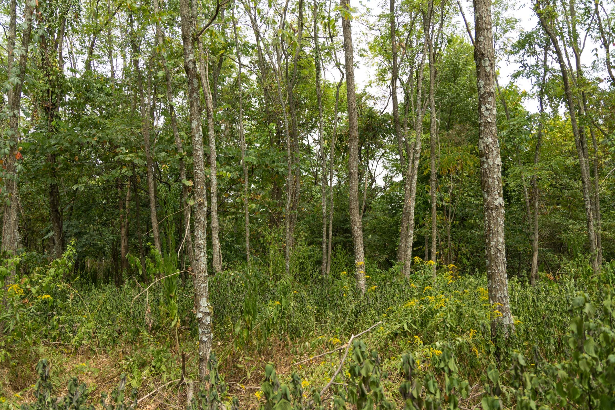 Big White Oak Tract 134 photo 13