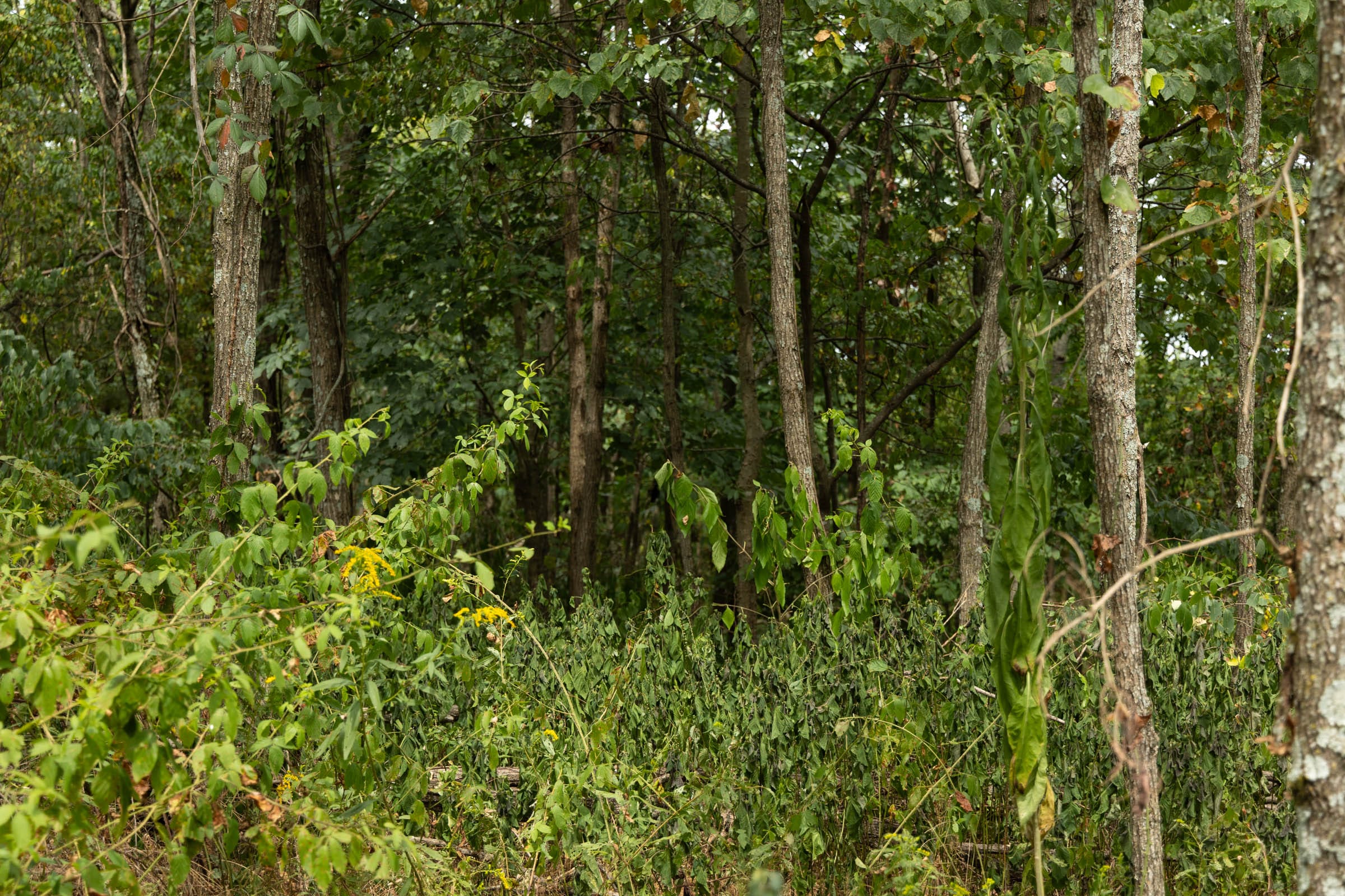 Big White Oak Tract 134 photo 12