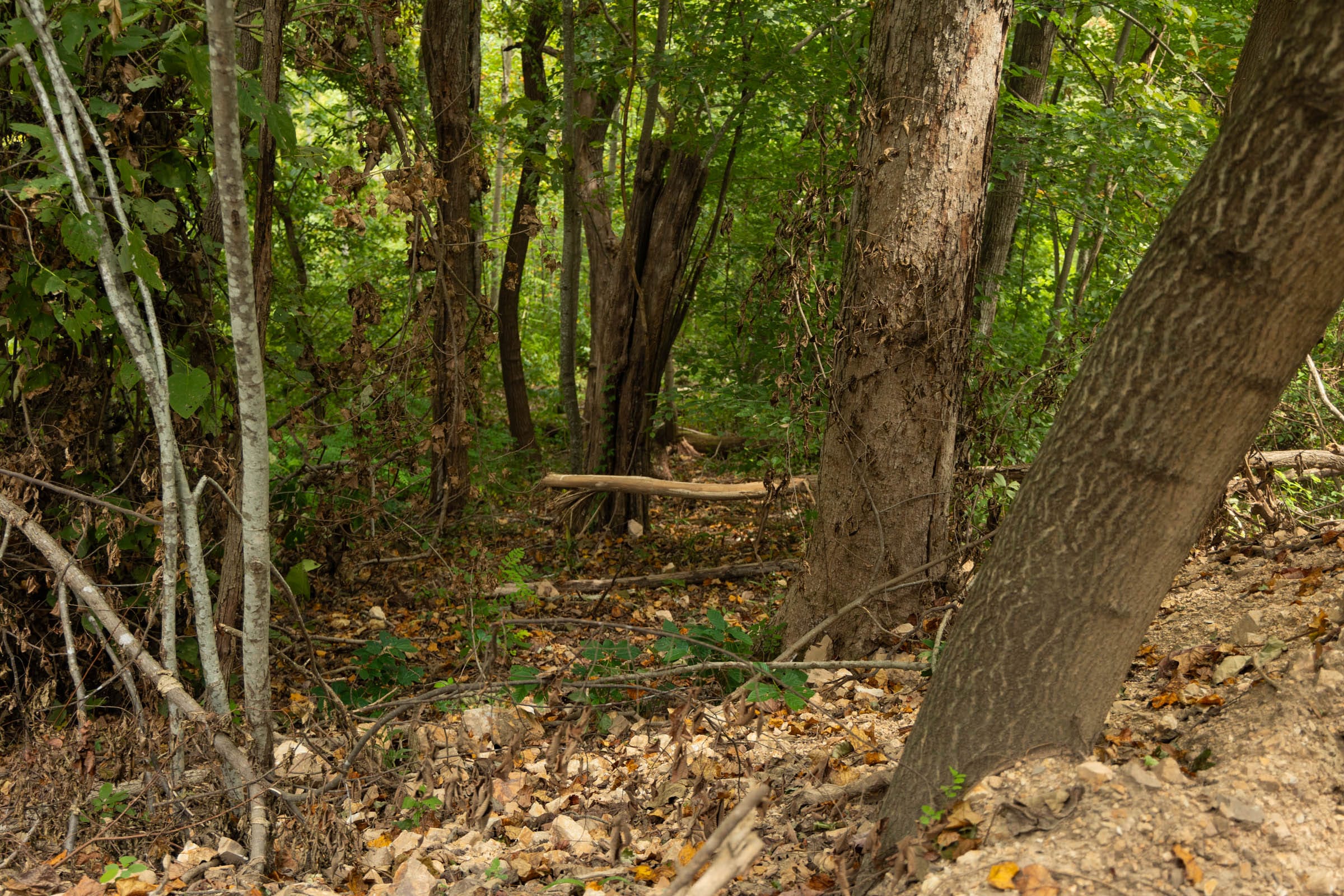 Big White Oak Tract 134 photo 11