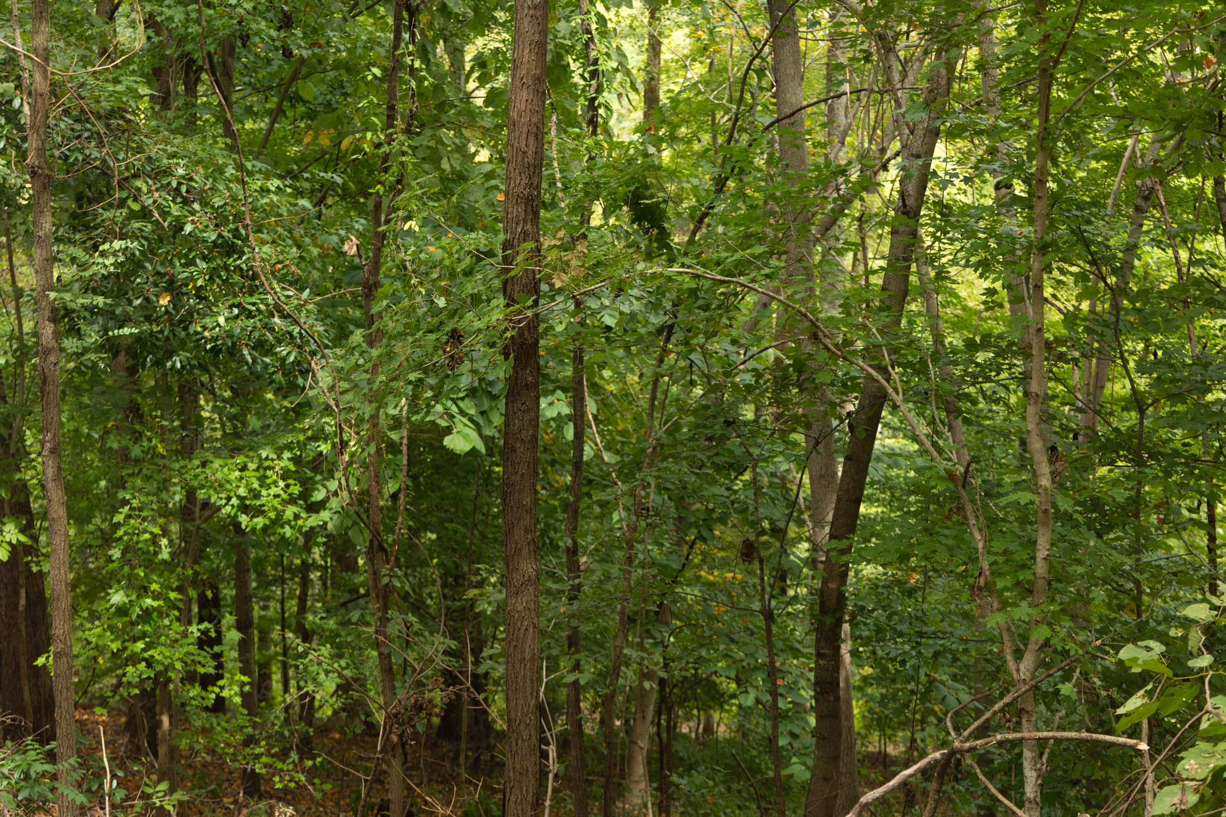 Big White Oak Tract 134 photo 10