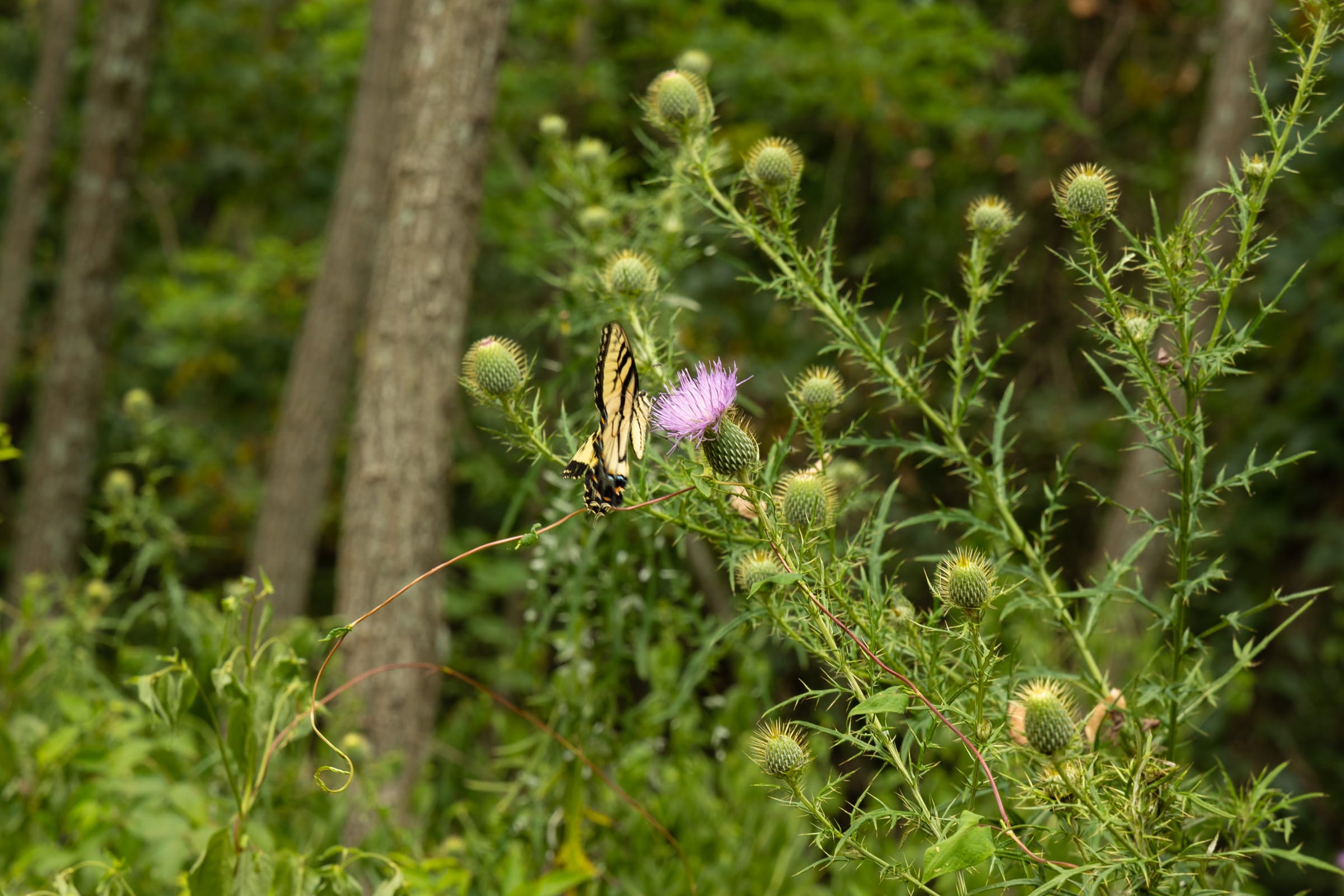 Big White Oak Tract 134 photo 9