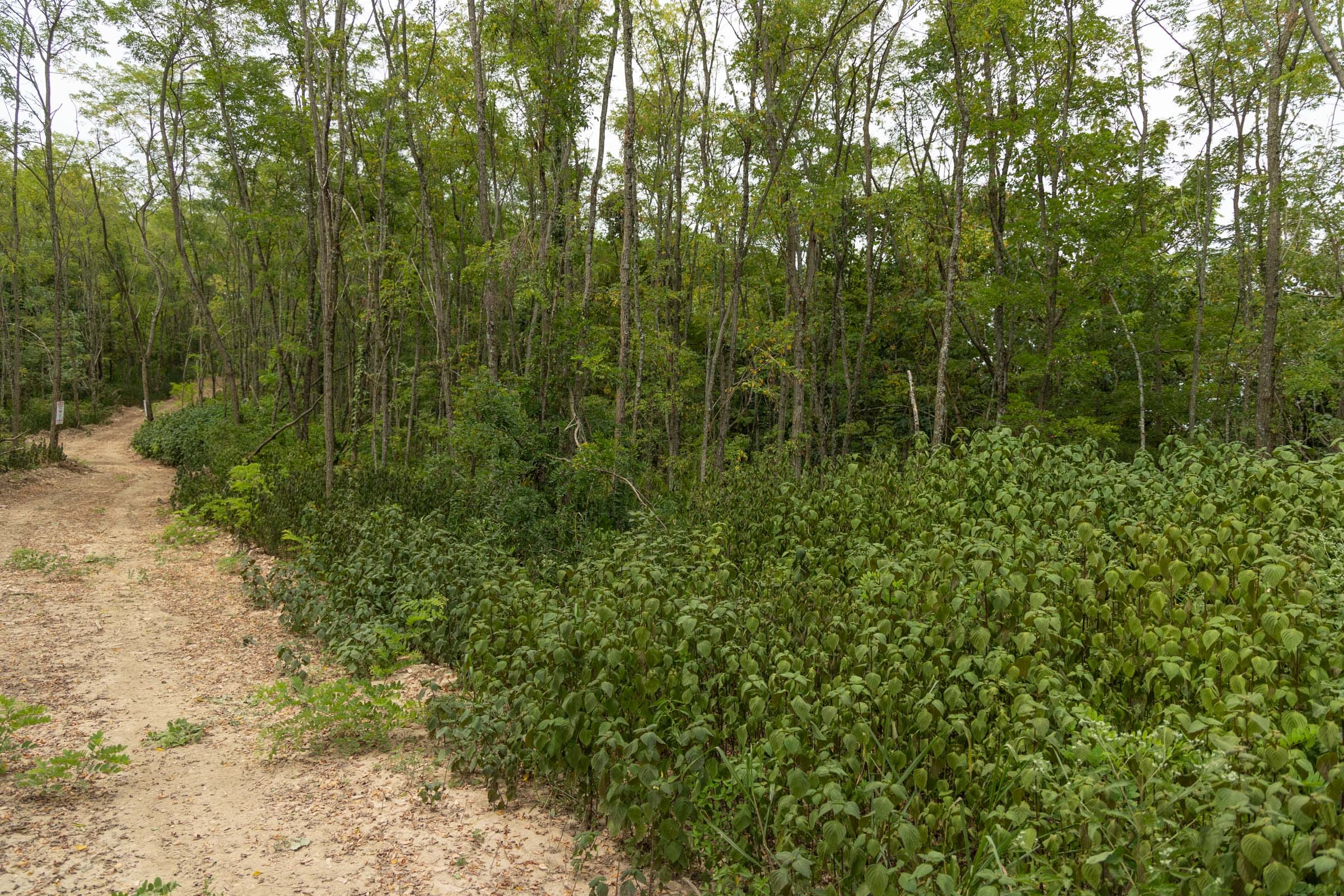 Big White Oak Tract 134 photo 8
