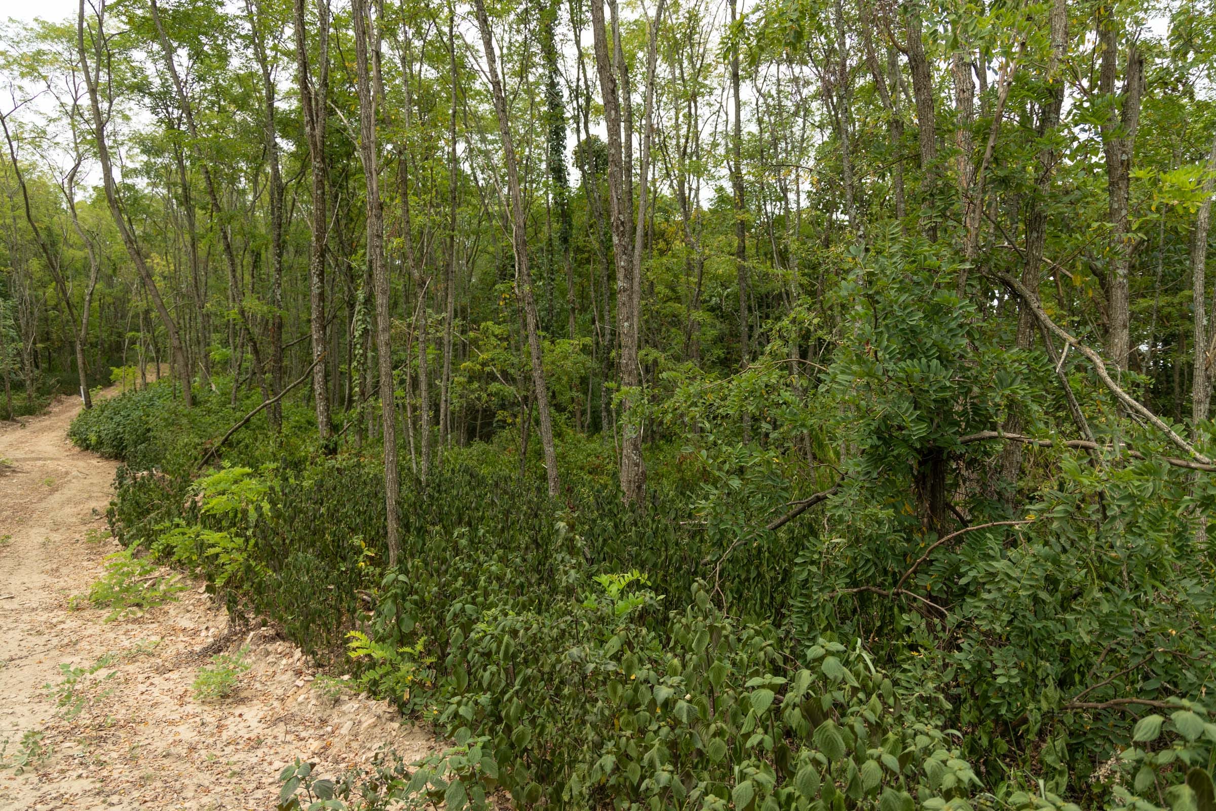 Big White Oak Tract 134 photo 7
