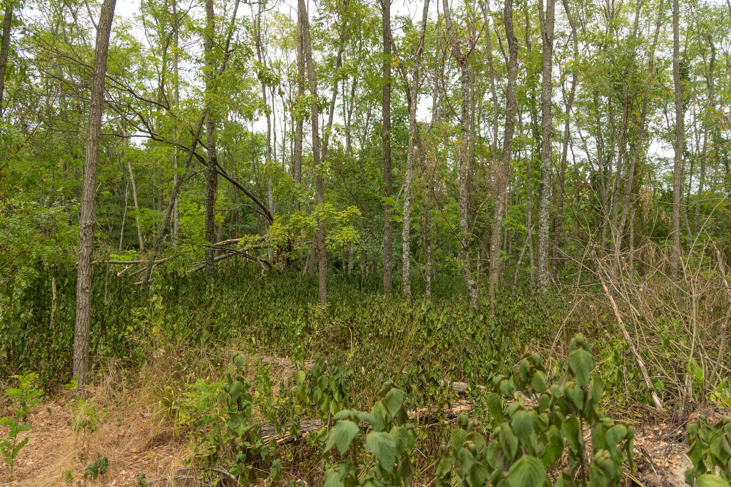 Big White Oak Tract 134 photo 6
