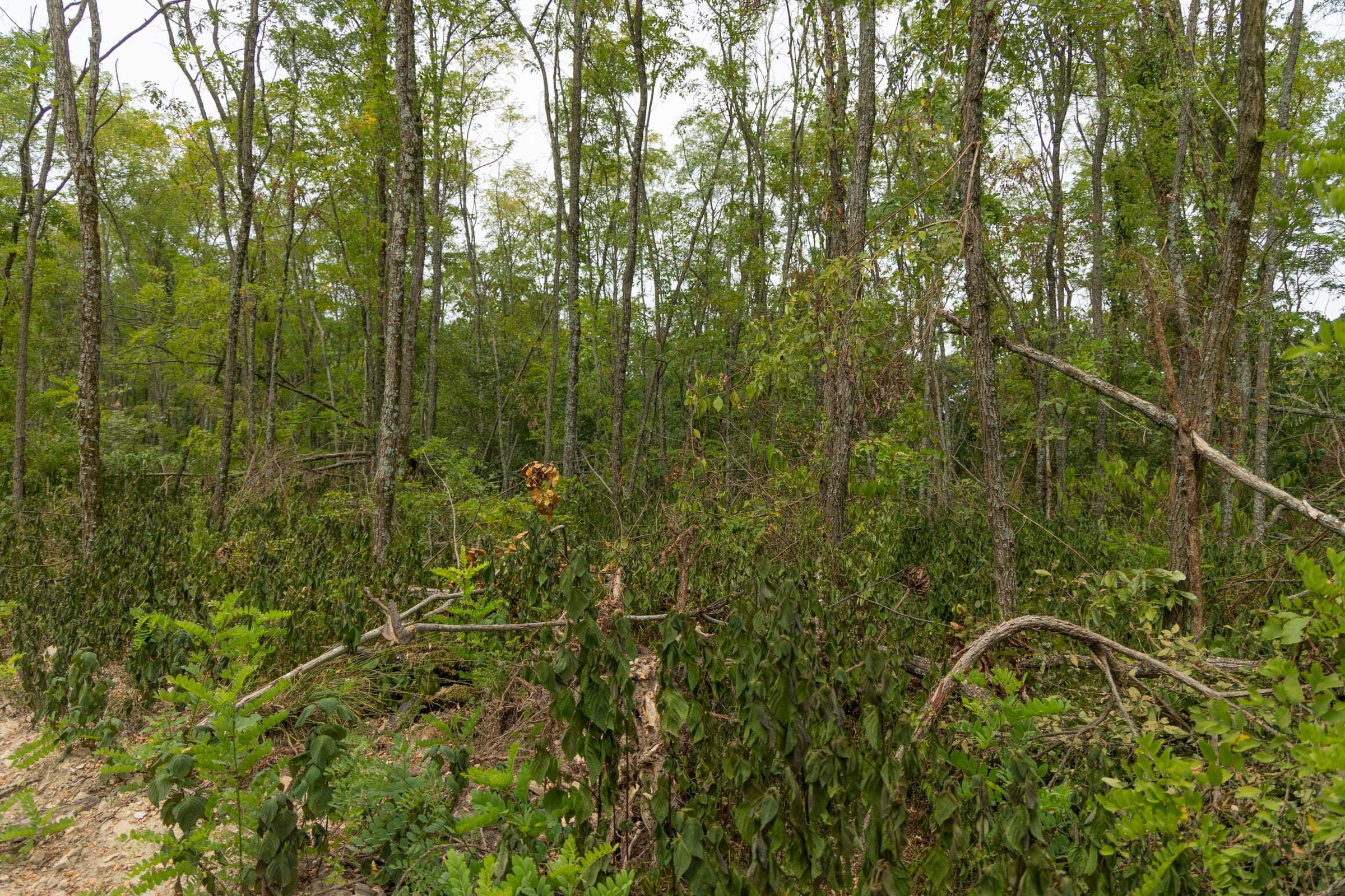 Big White Oak Tract 134 photo 5