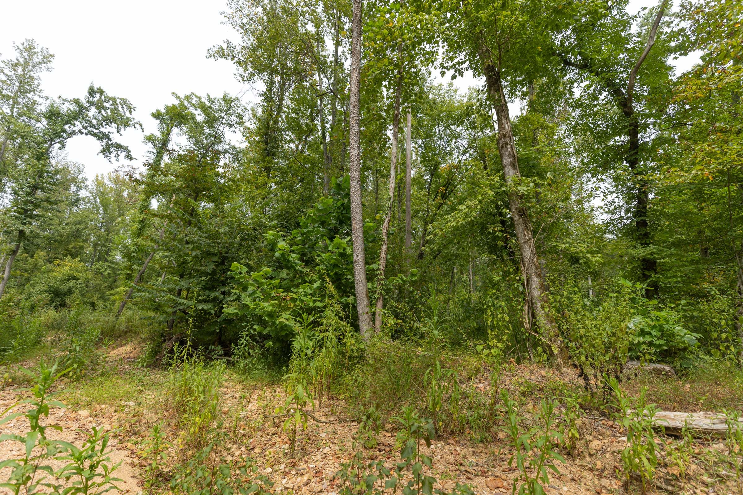 Big White Oak Tract 134 photo 4
