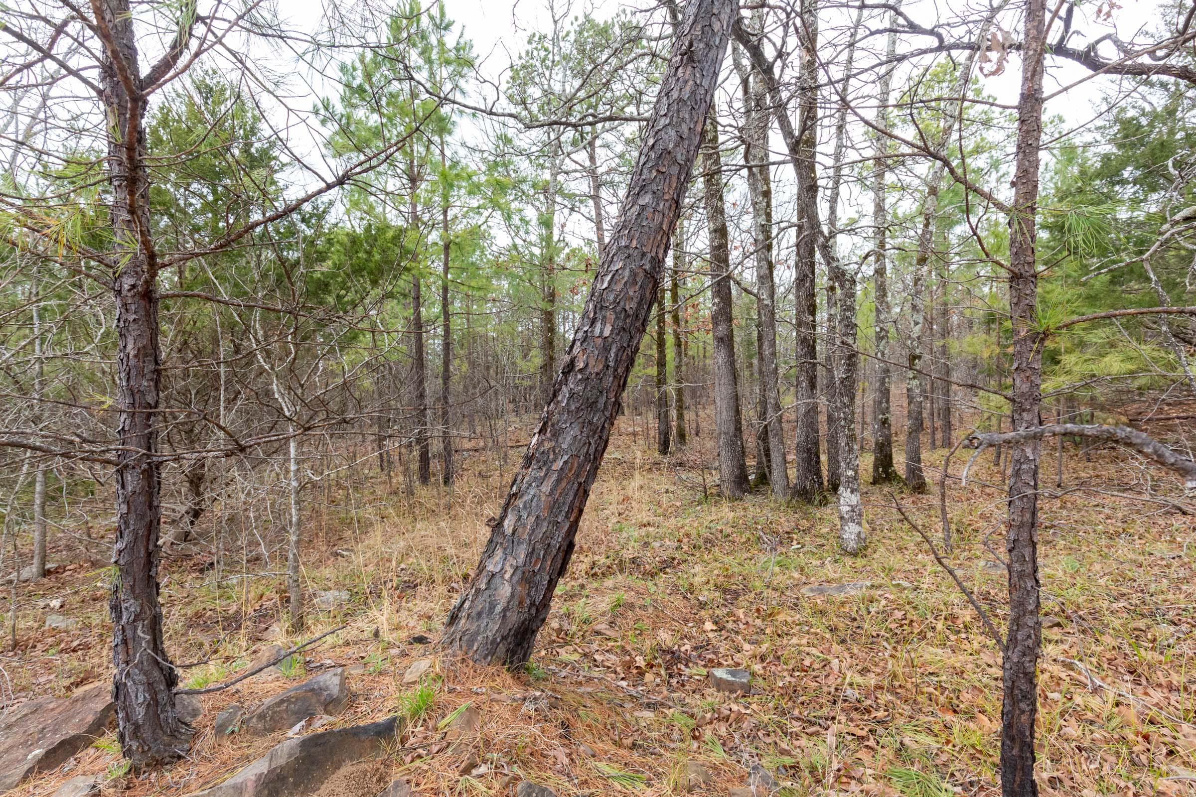 Stone Bridge Phase III Tract 176 photo 3