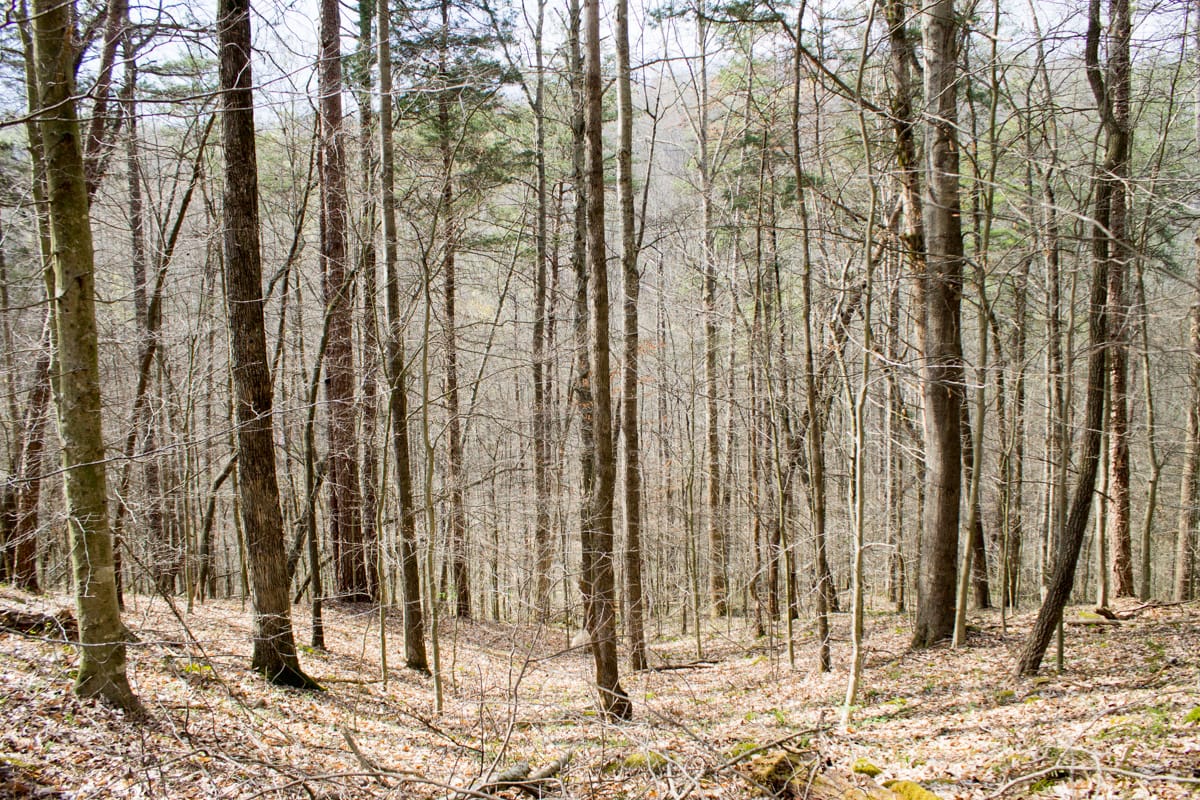 Chestnut Oak Ridge Tract 21 photo 1