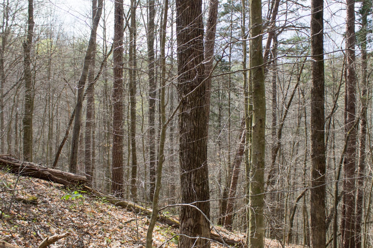 Chestnut Oak Ridge Tract 21 photo 2