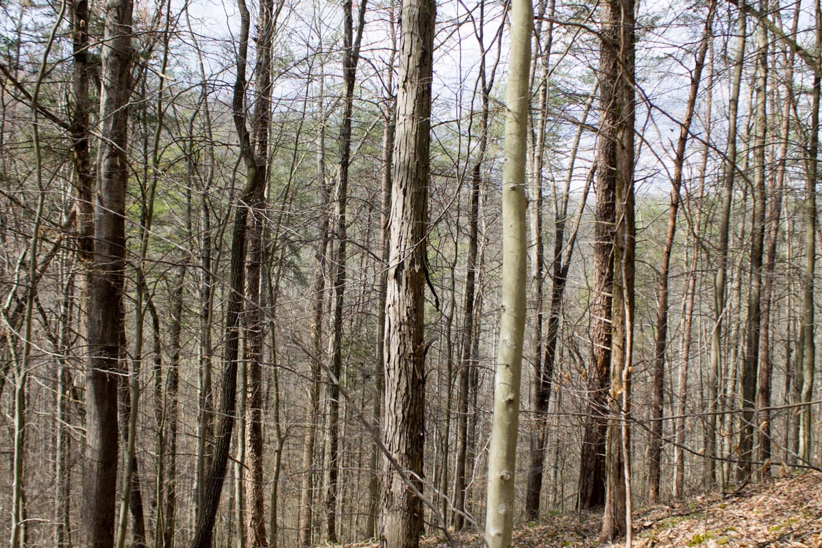 Chestnut Oak Ridge Tract 21 photo 3