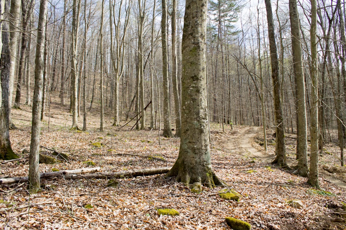 Chestnut Oak Ridge Tract 21 photo 4