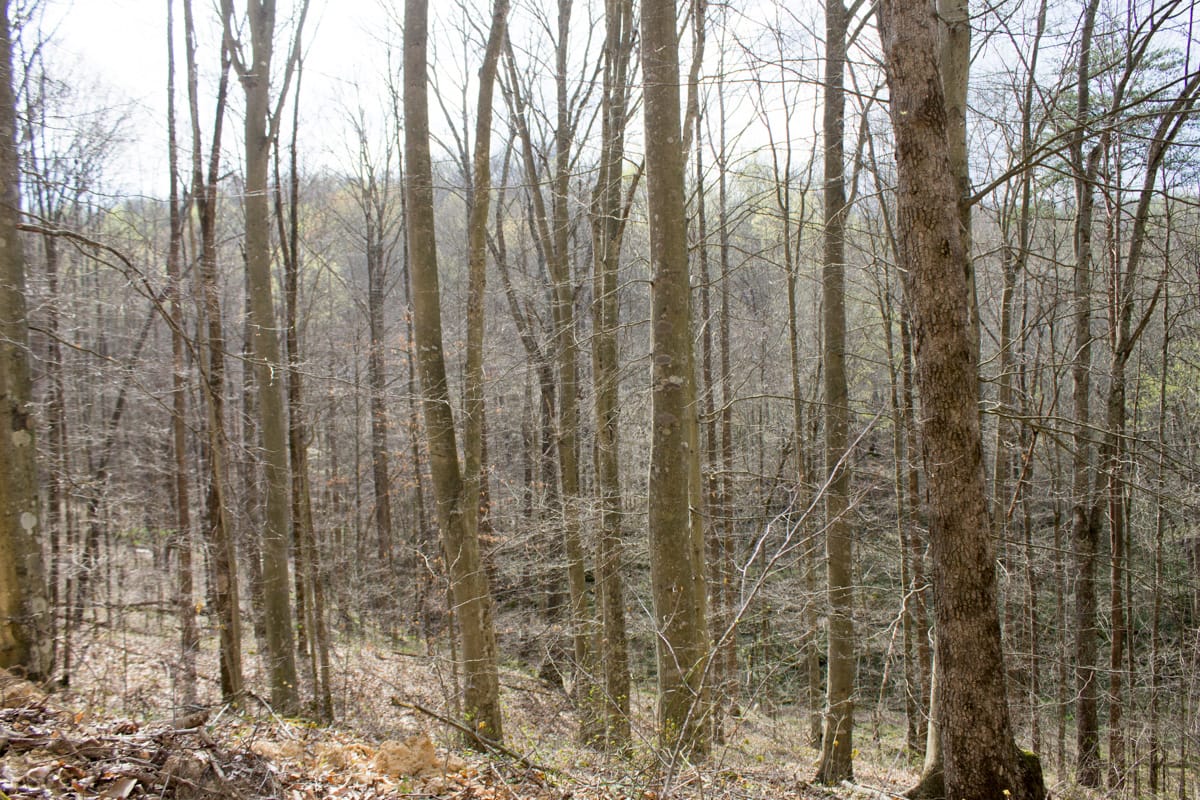 Chestnut Oak Ridge Tract 21 photo 5