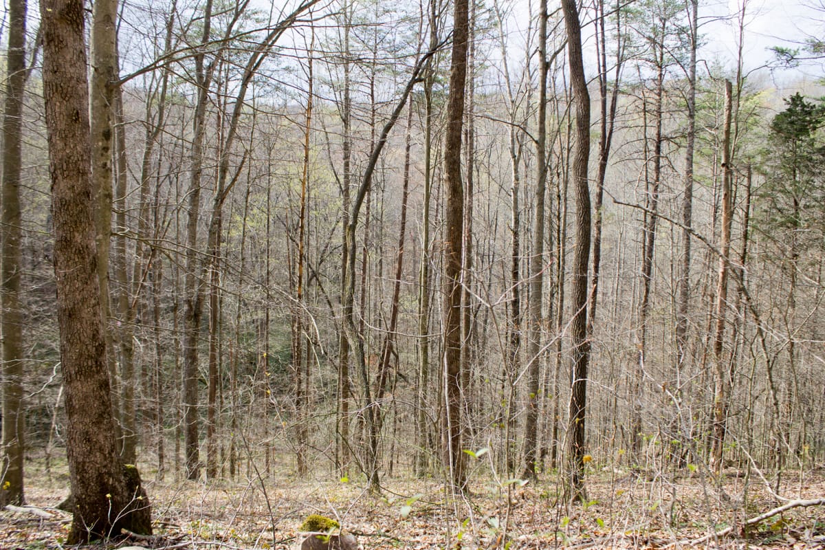 Chestnut Oak Ridge Tract 21 photo 6