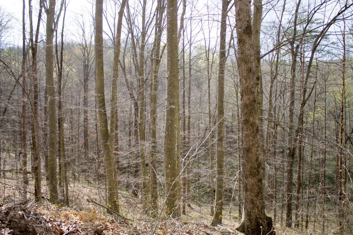 Chestnut Oak Ridge Tract 21 photo 7