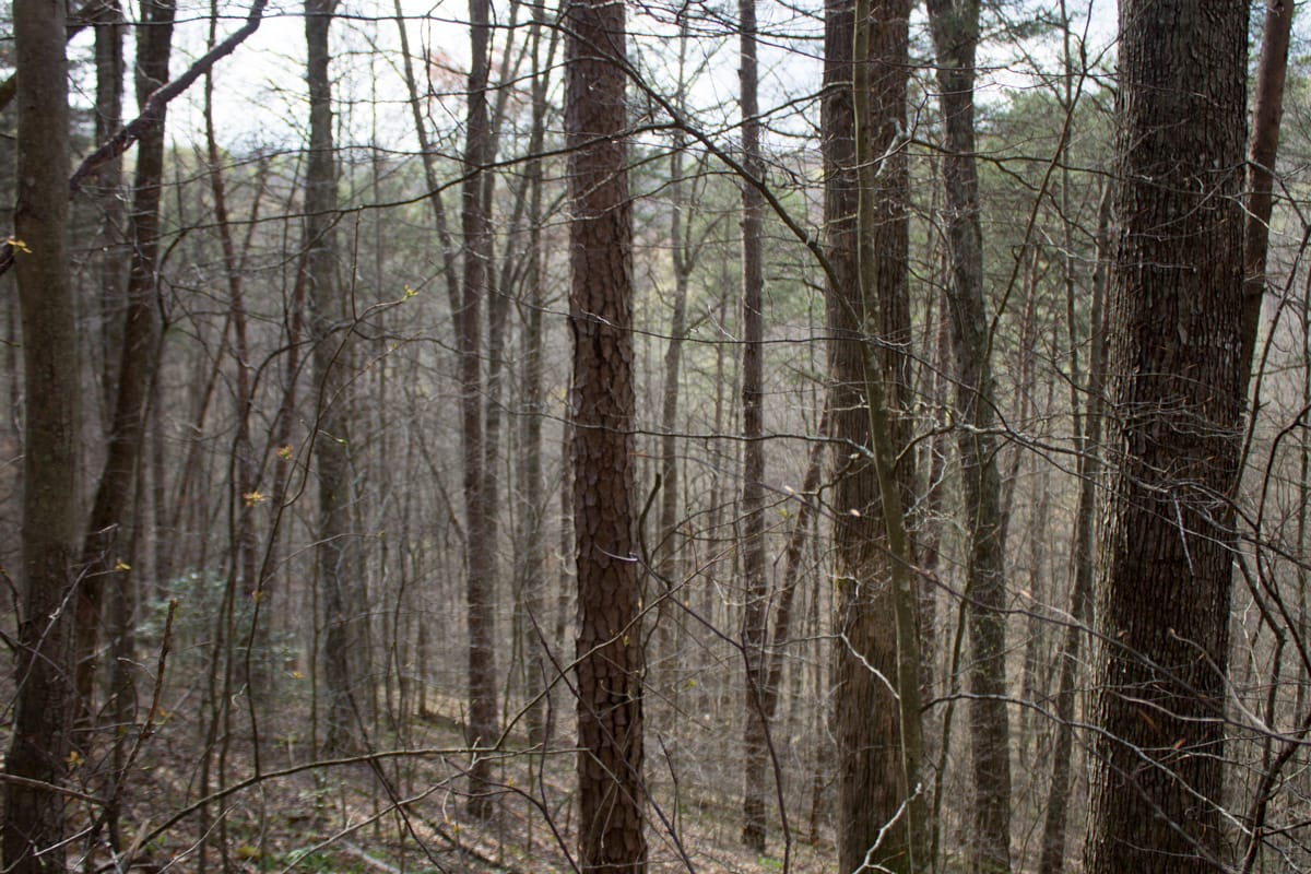 Chestnut Oak Ridge Tract 21 photo 9
