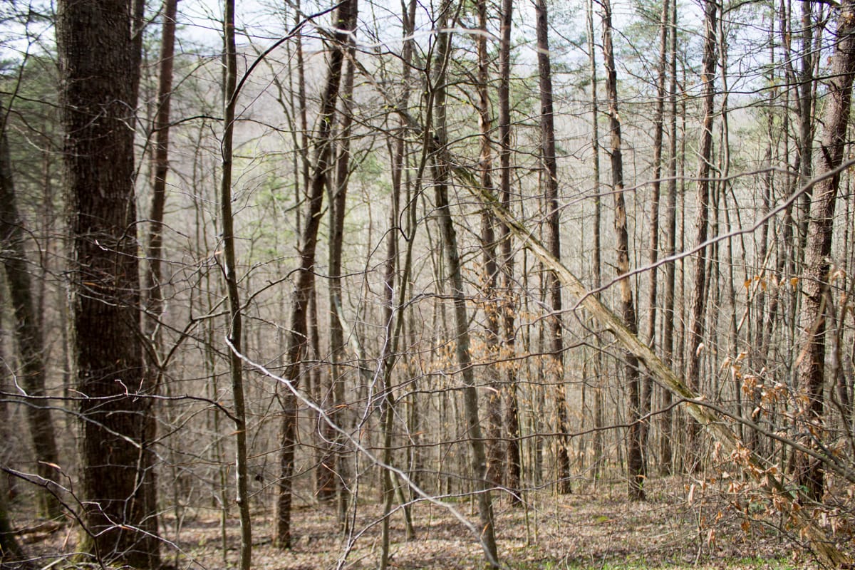 Chestnut Oak Ridge Tract 21 photo 10
