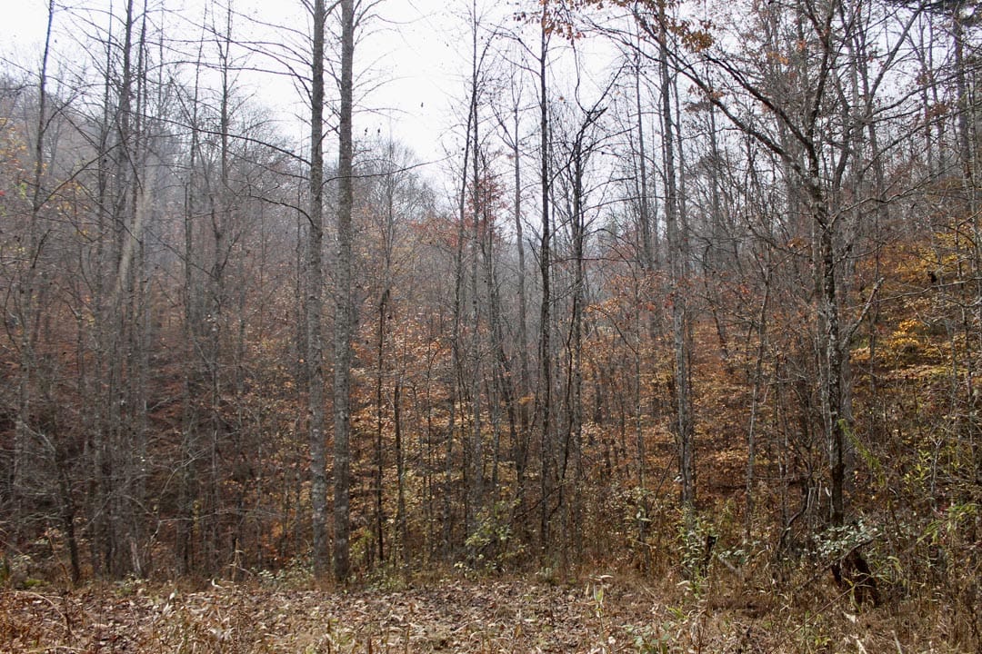 Autumn Ridge Tract 17 photo 4