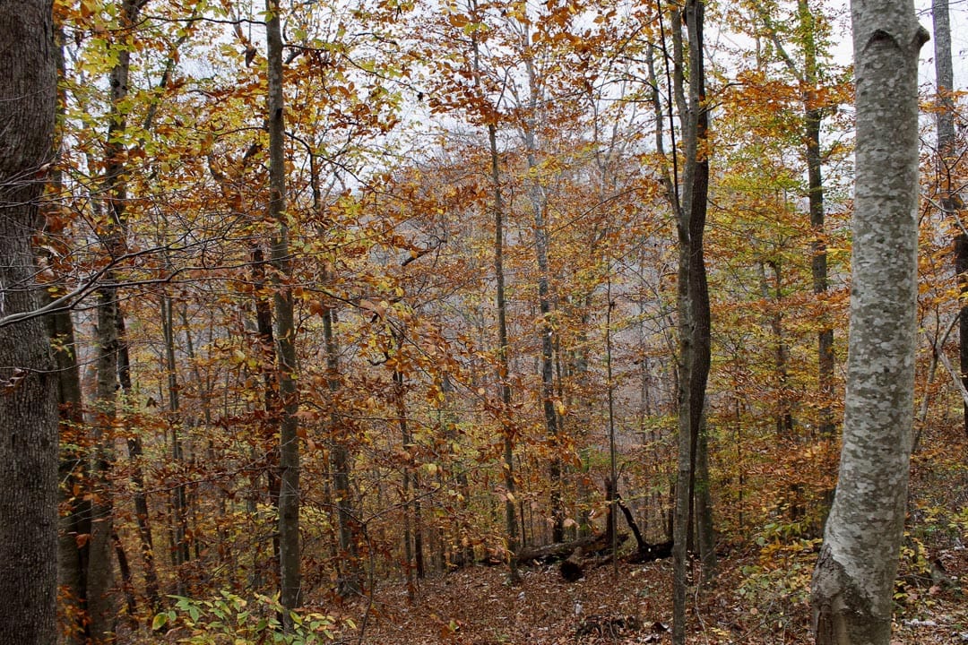 Autumn Ridge Tract 17 photo 6