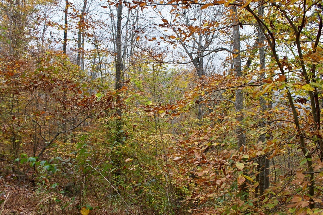 Autumn Ridge Tract 17 photo 7