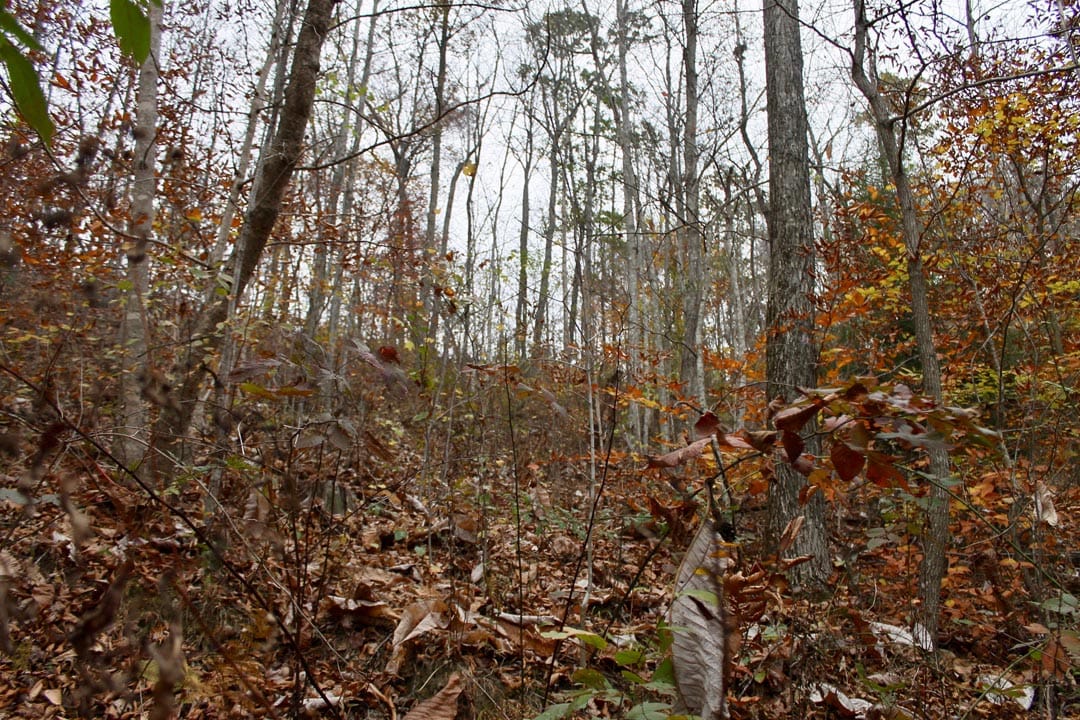 Autumn Ridge Tract 17 photo 8
