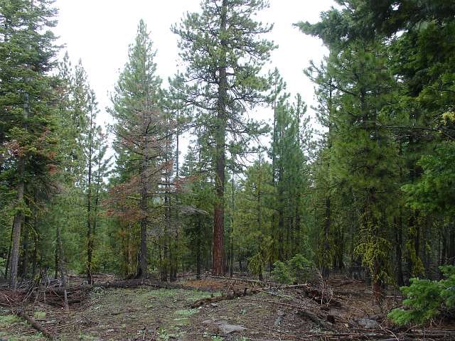 California Pines Tract 23 photo 3