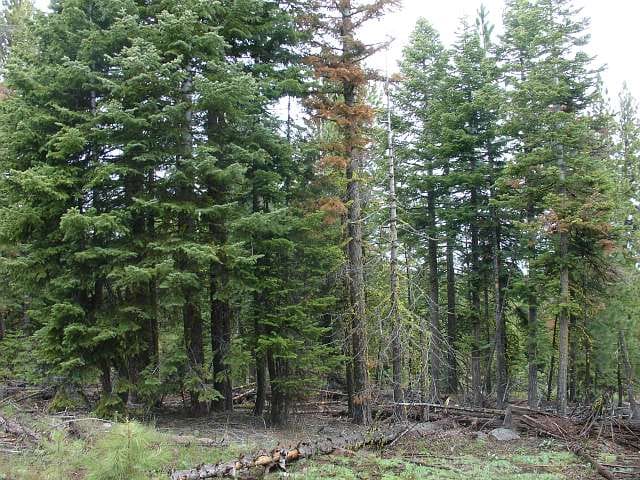 California Pines Tract 23 photo 4