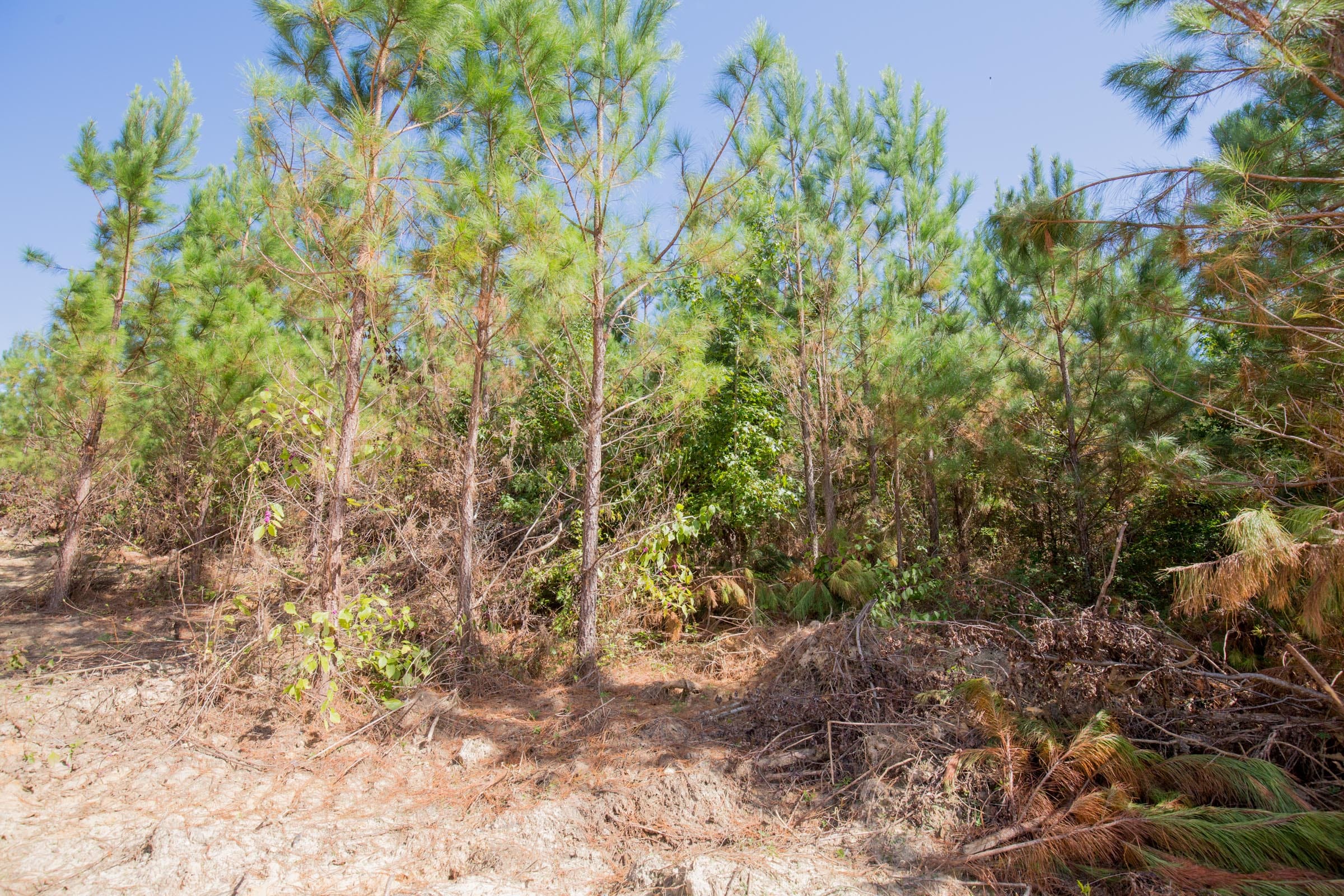 Sky Ranch Tract 7 photo 4