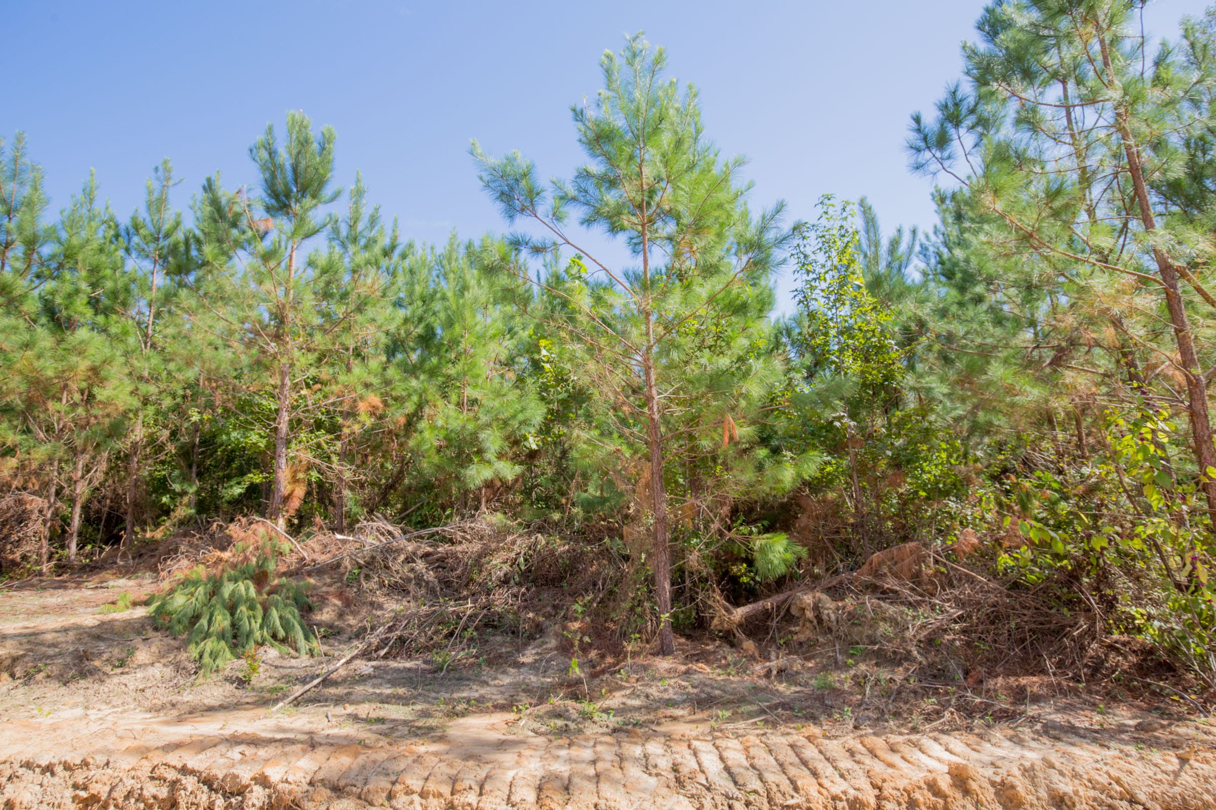 Sky Ranch Tract 7 photo 6
