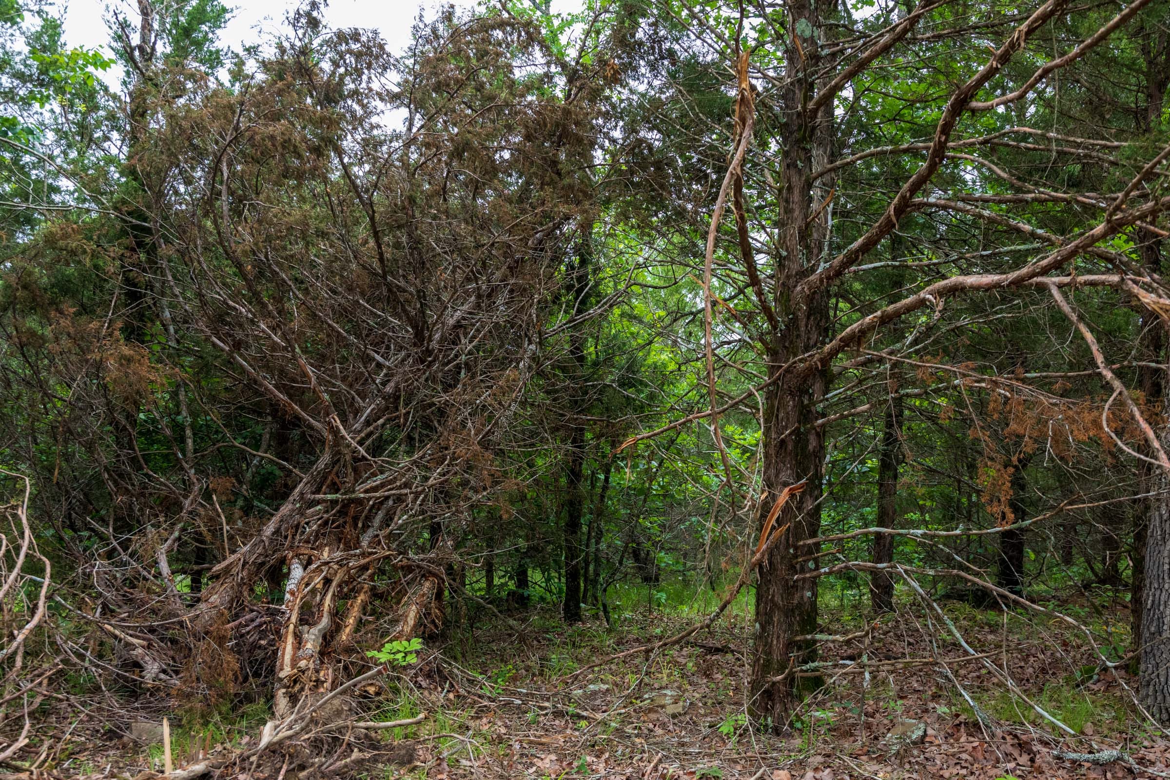Falcon Crest Tract 15 photo 5