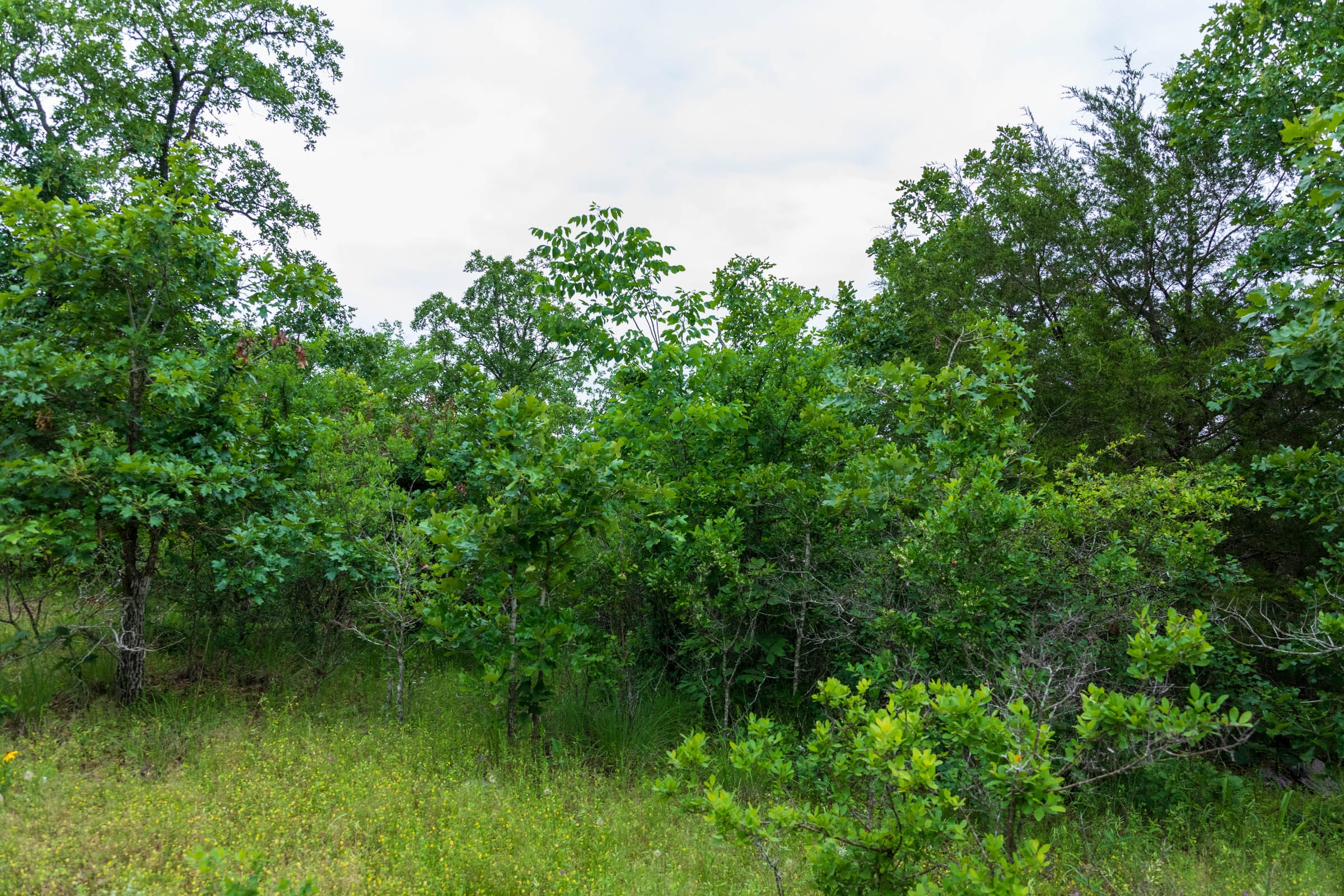 Falcon Crest Tract 15 photo 6