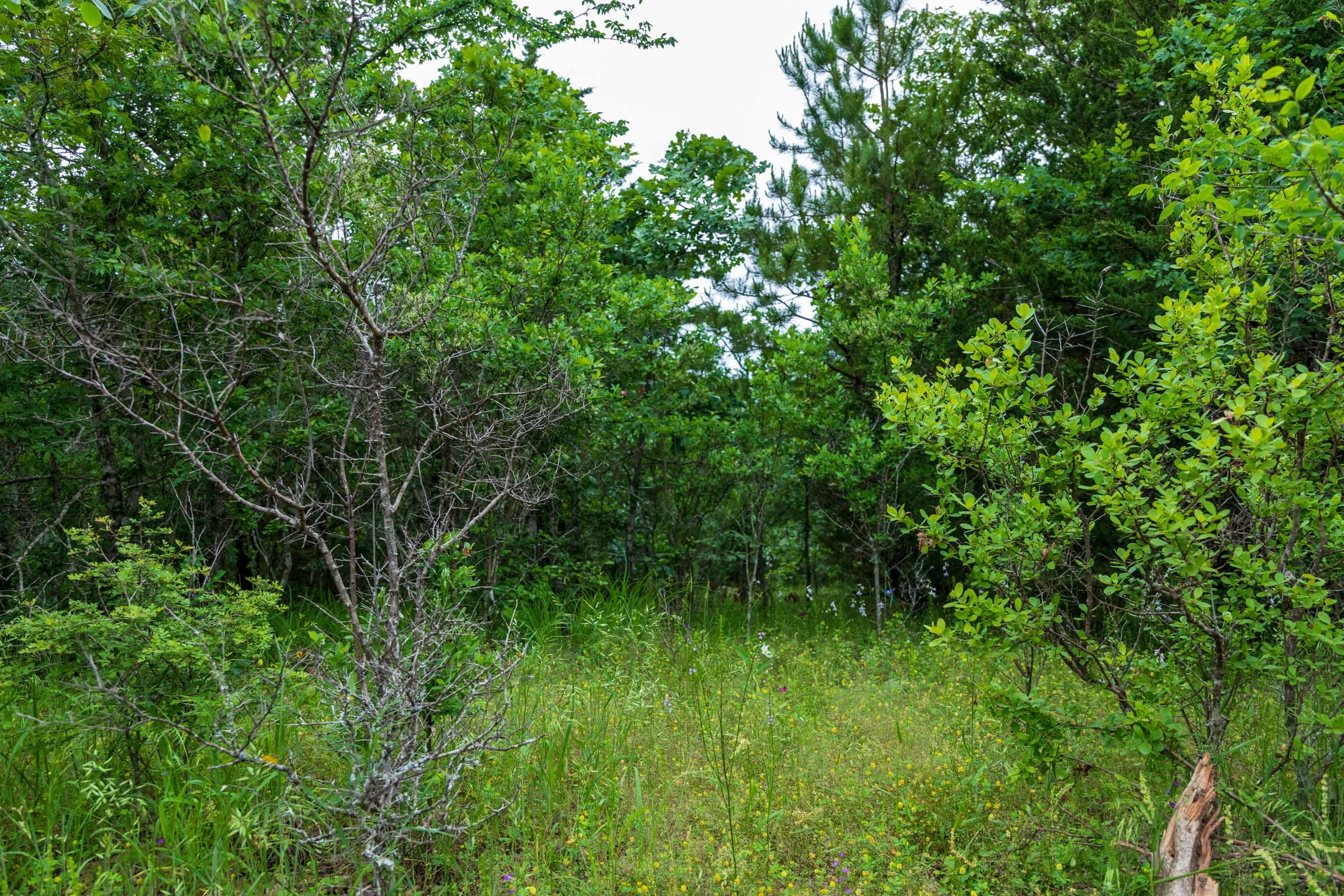 Falcon Crest Tract 15 photo 7