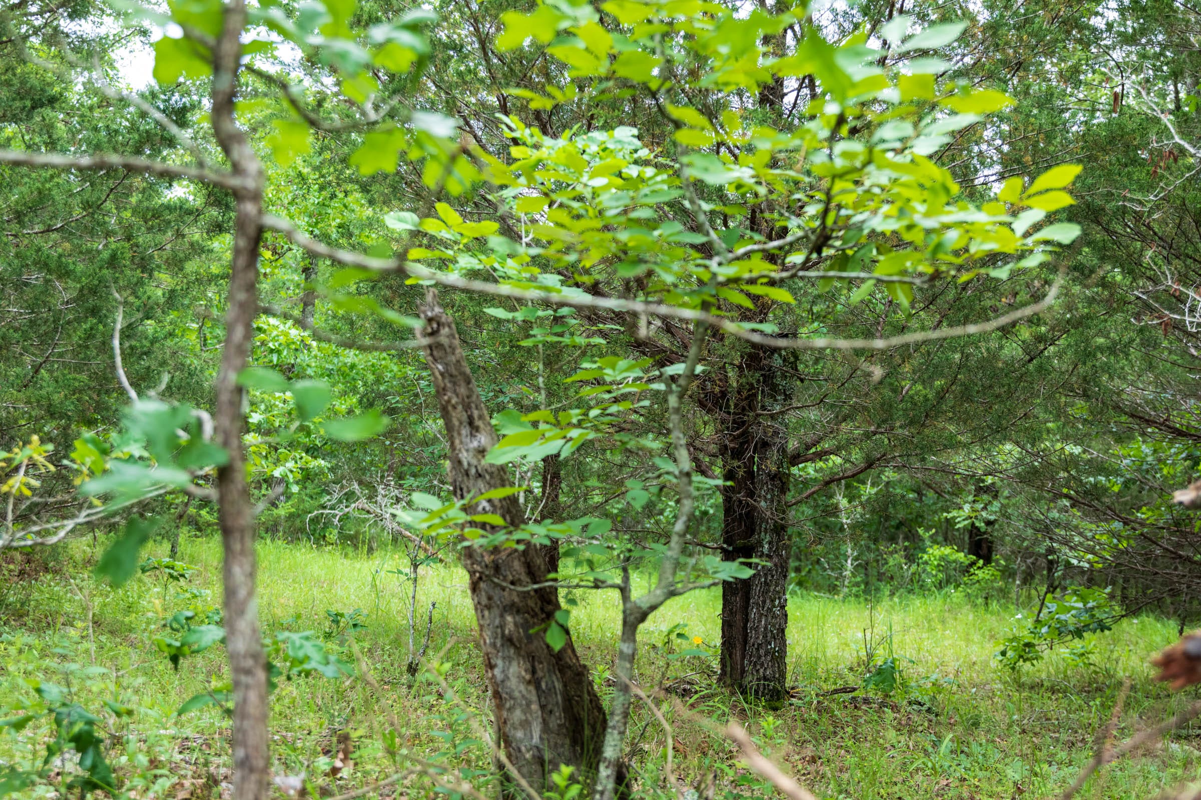 Falcon Crest Tract 15 photo 9