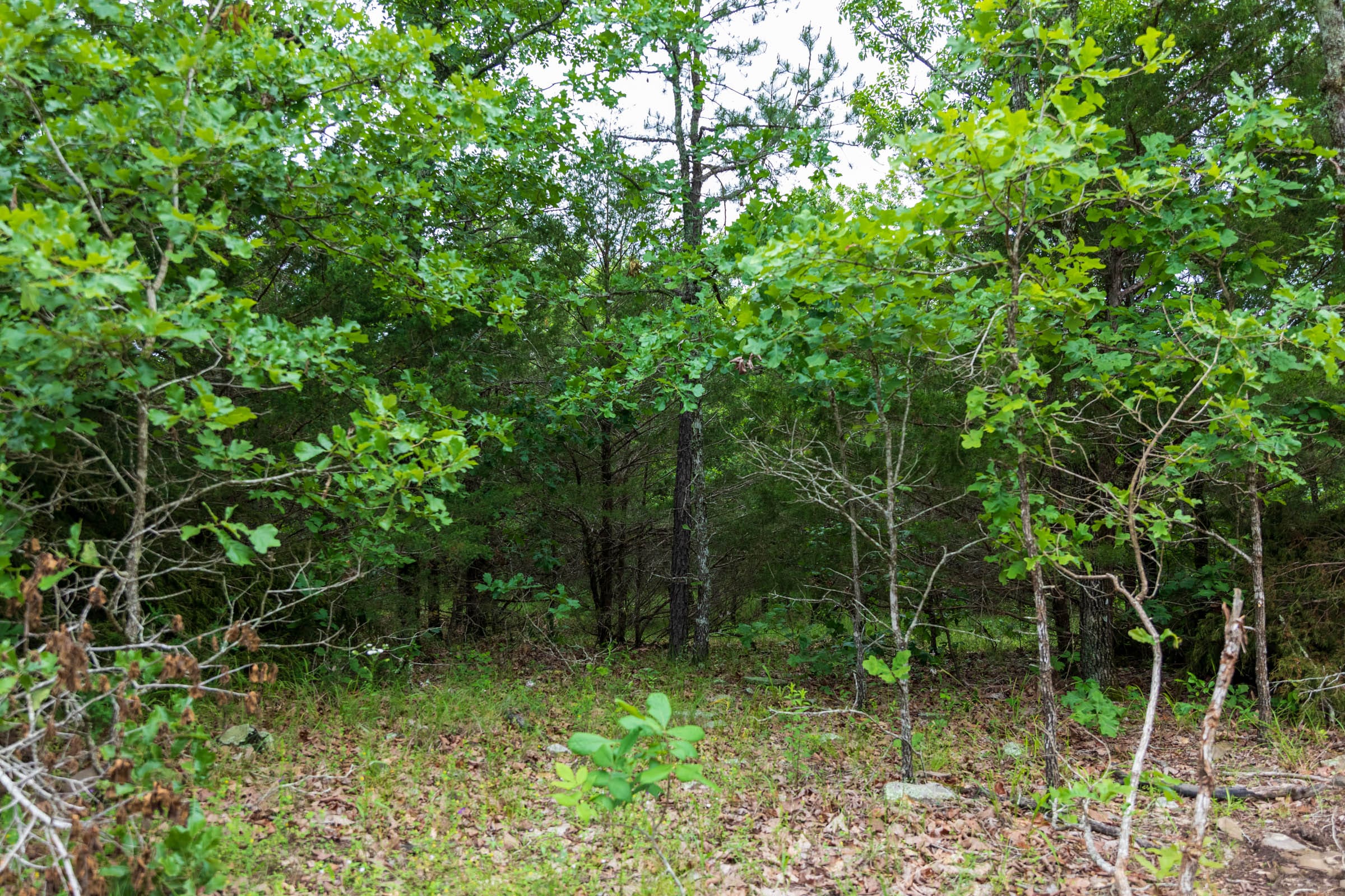 Falcon Crest Tract 15 photo 10