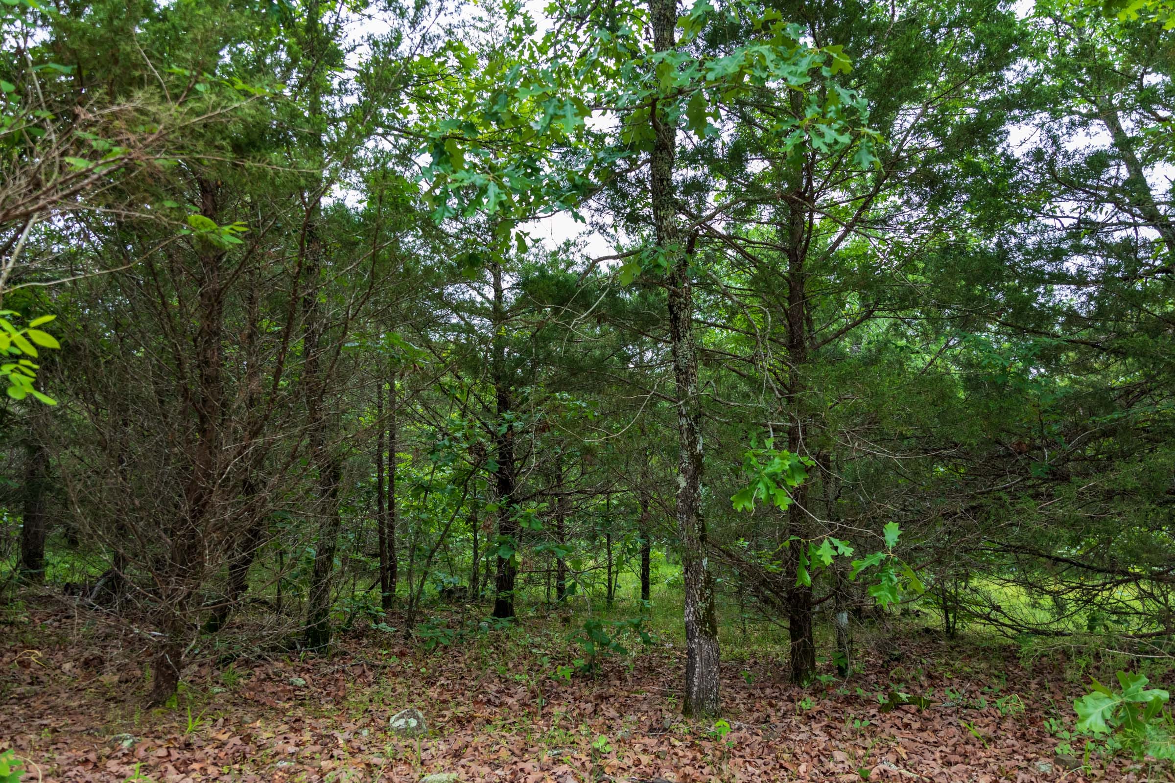 Falcon Crest Tract 15 photo 11