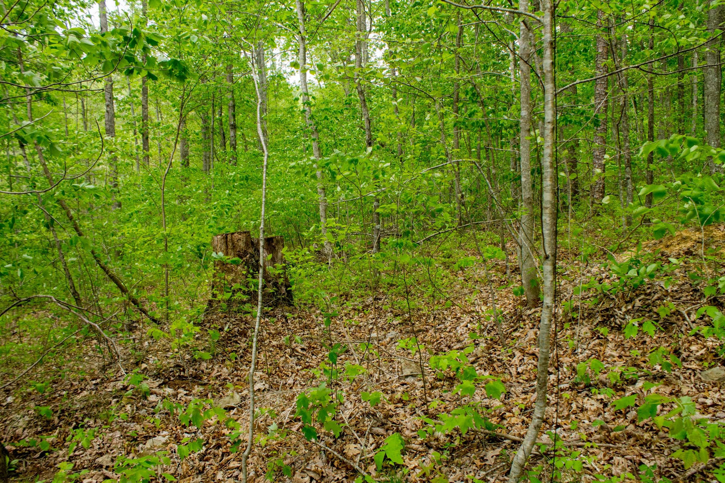 Trails End Tract 13 photo 10