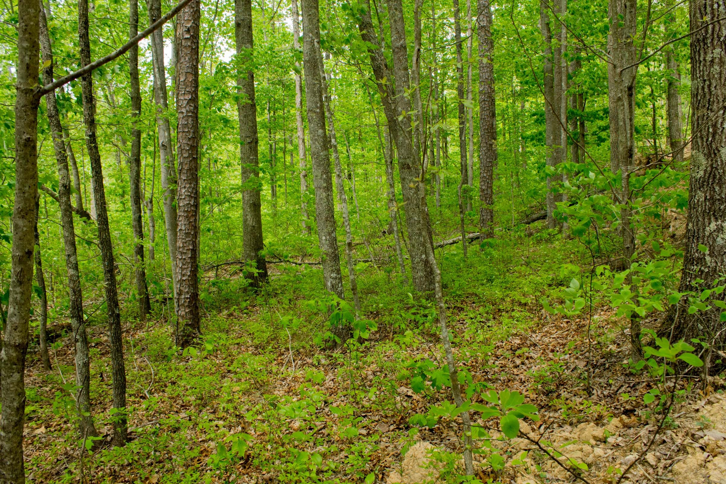 Trails End Tract 13 photo 12