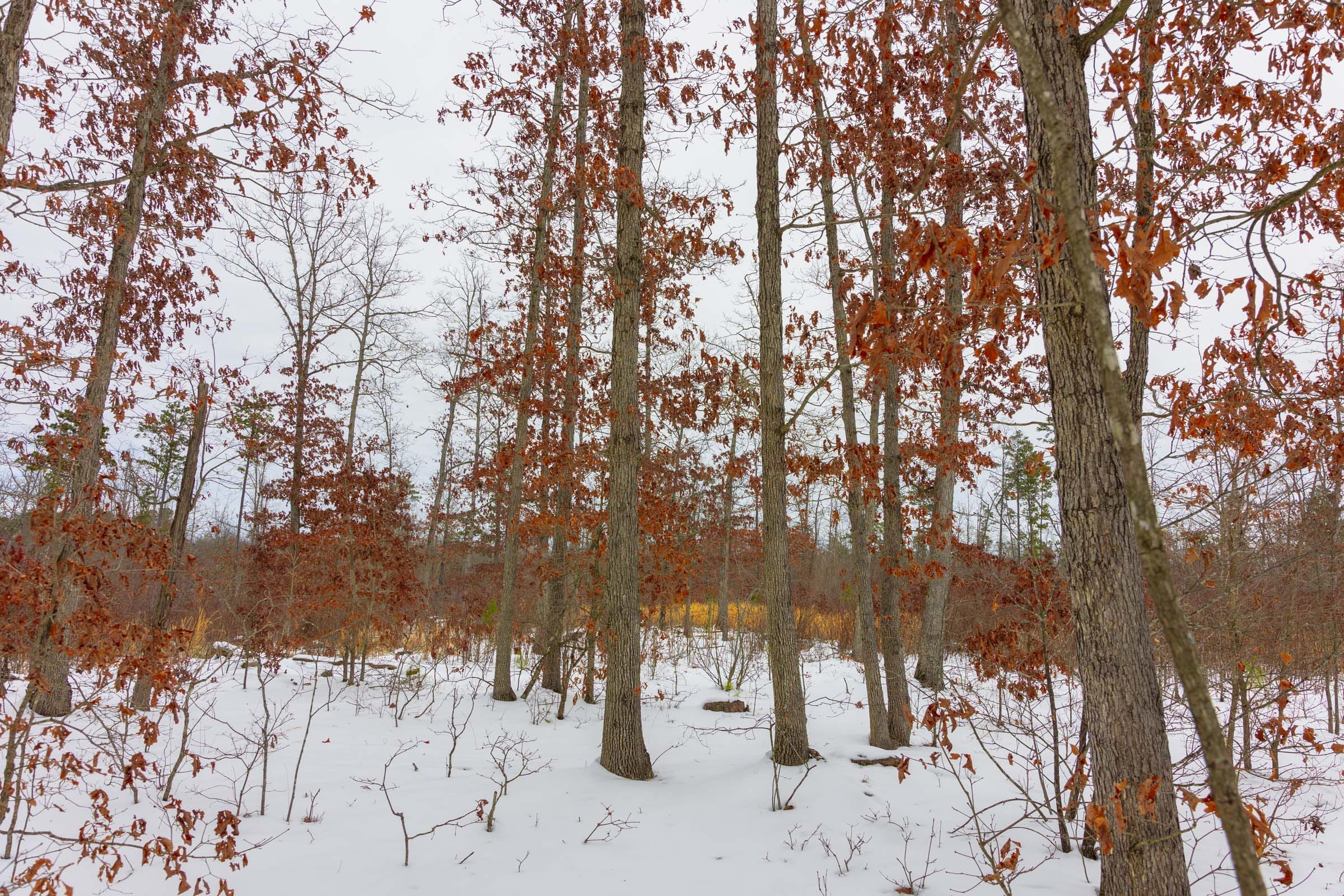 Sleepy Hollow Phase I Tract 9 photo 9