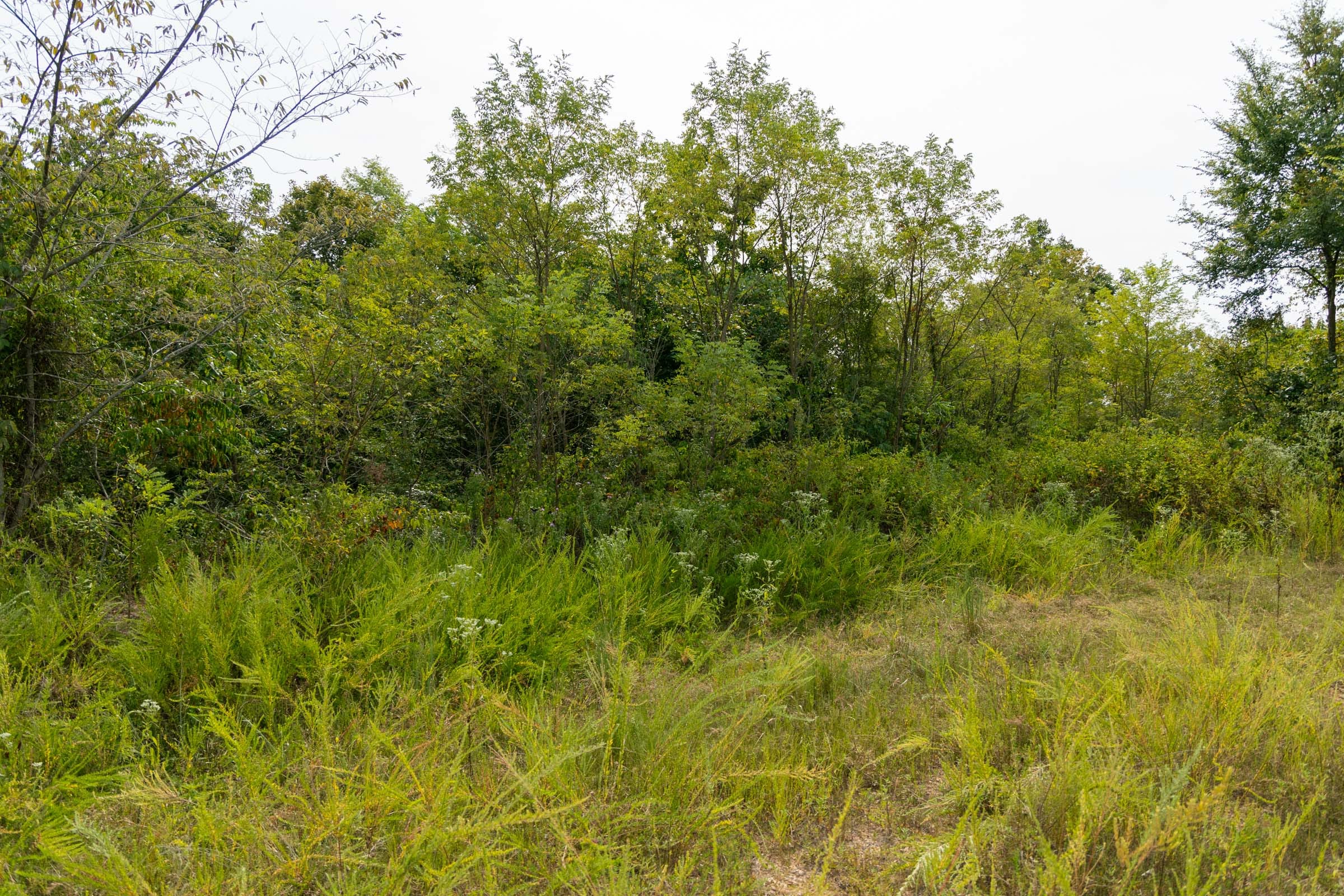 Big White Oak Tract 44 photo 10