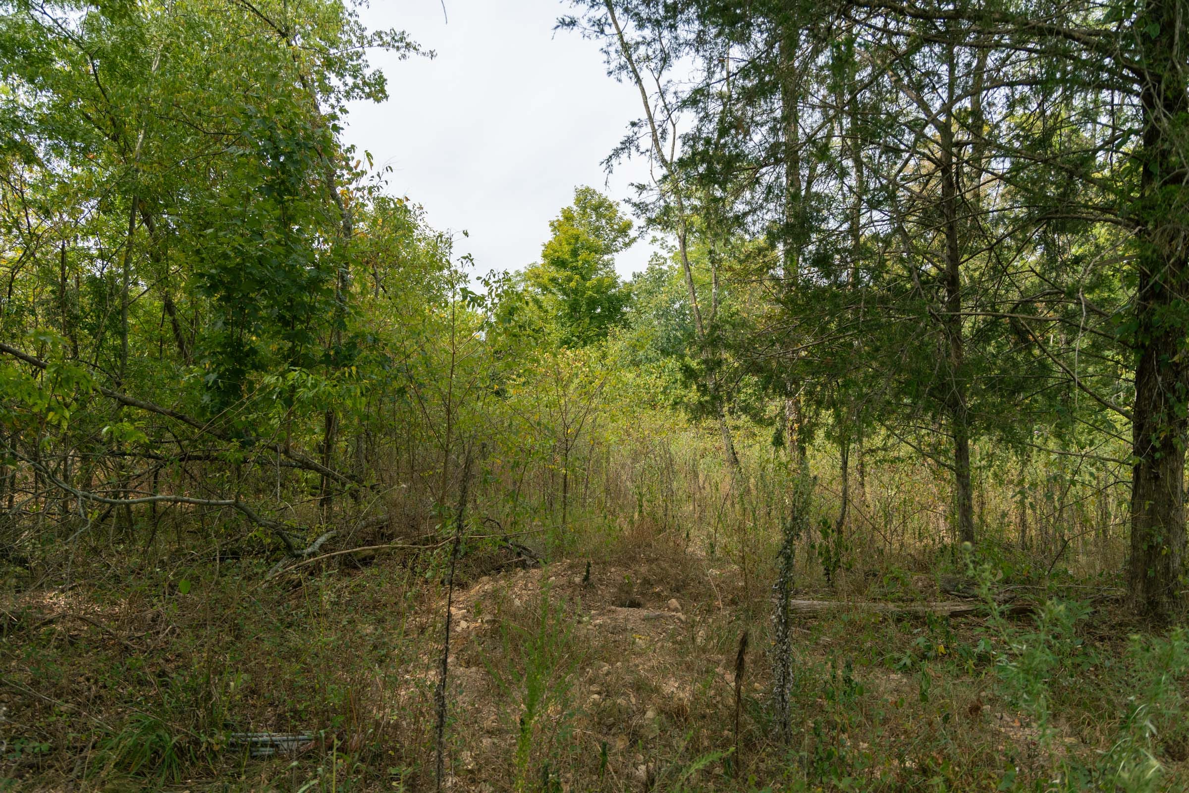 Big White Oak Tract 44 photo 9