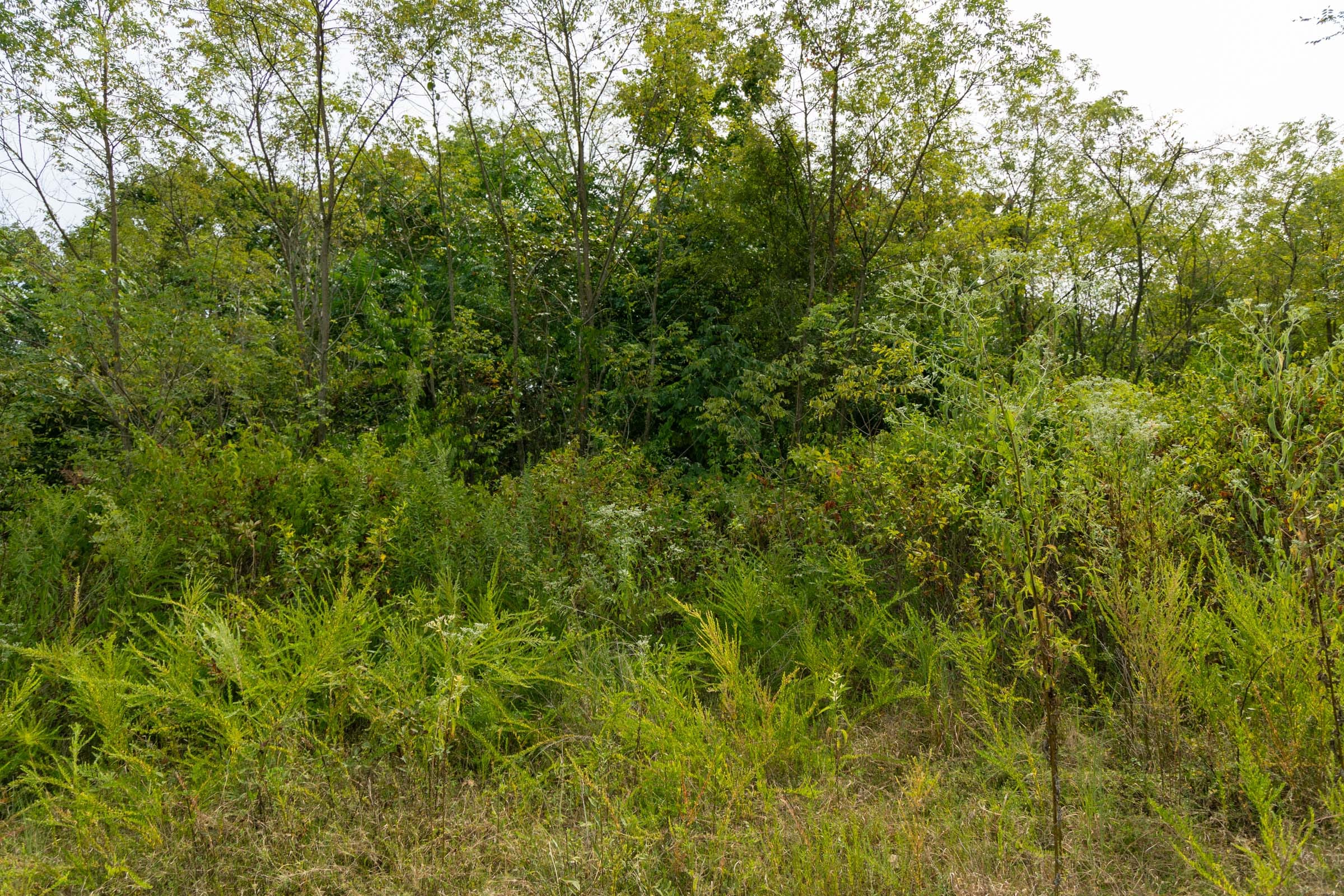 Big White Oak Tract 44 photo 7