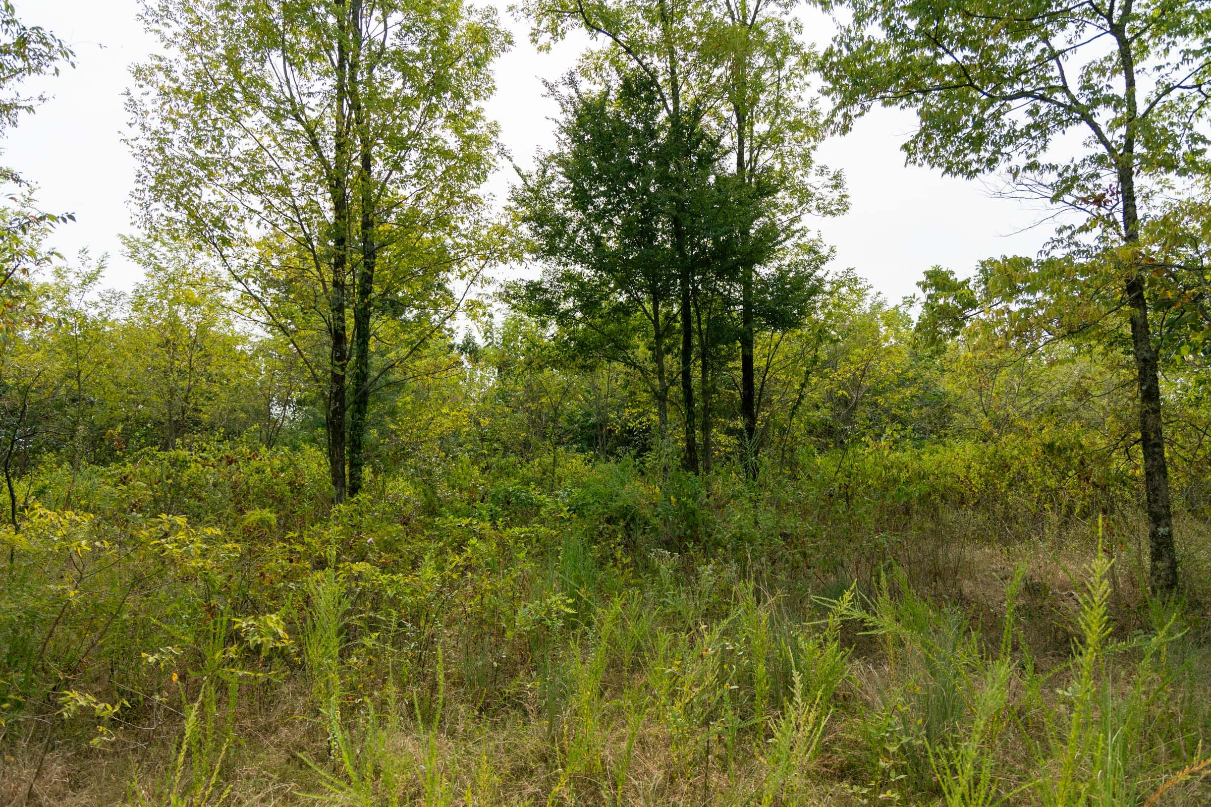 Big White Oak Tract 44 photo 6
