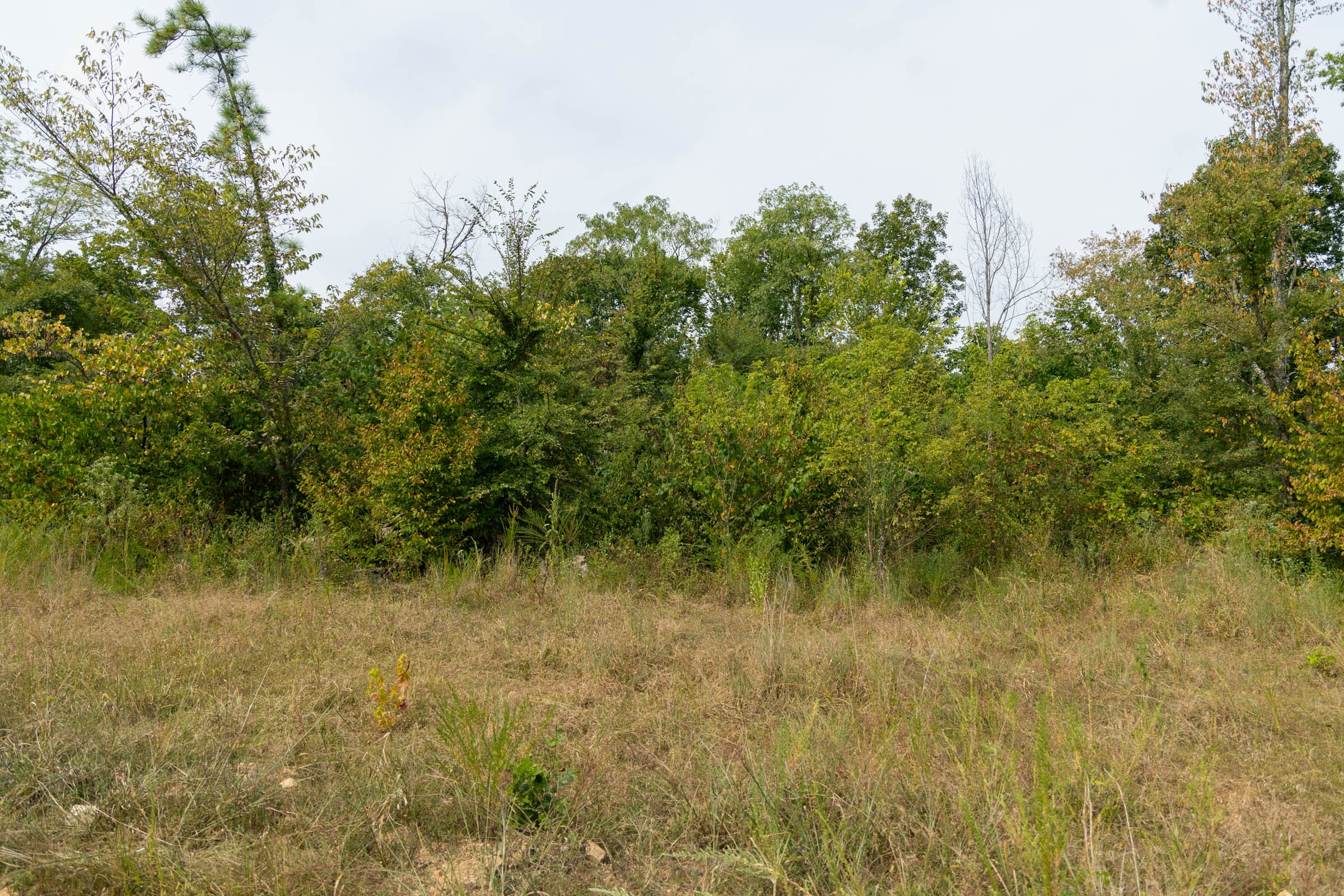 Big White Oak Tract 44 photo 5