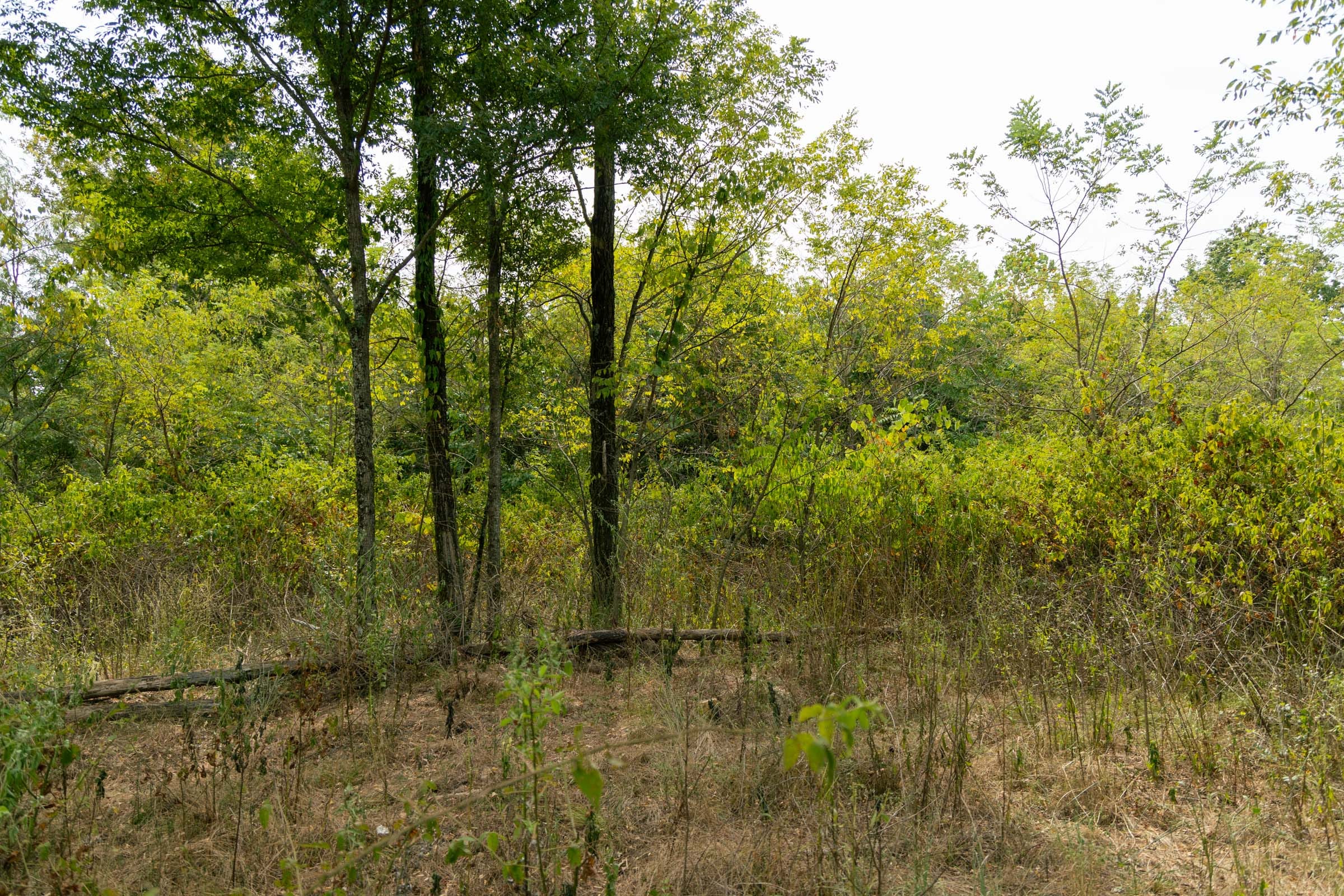 Big White Oak Tract 44 photo 3
