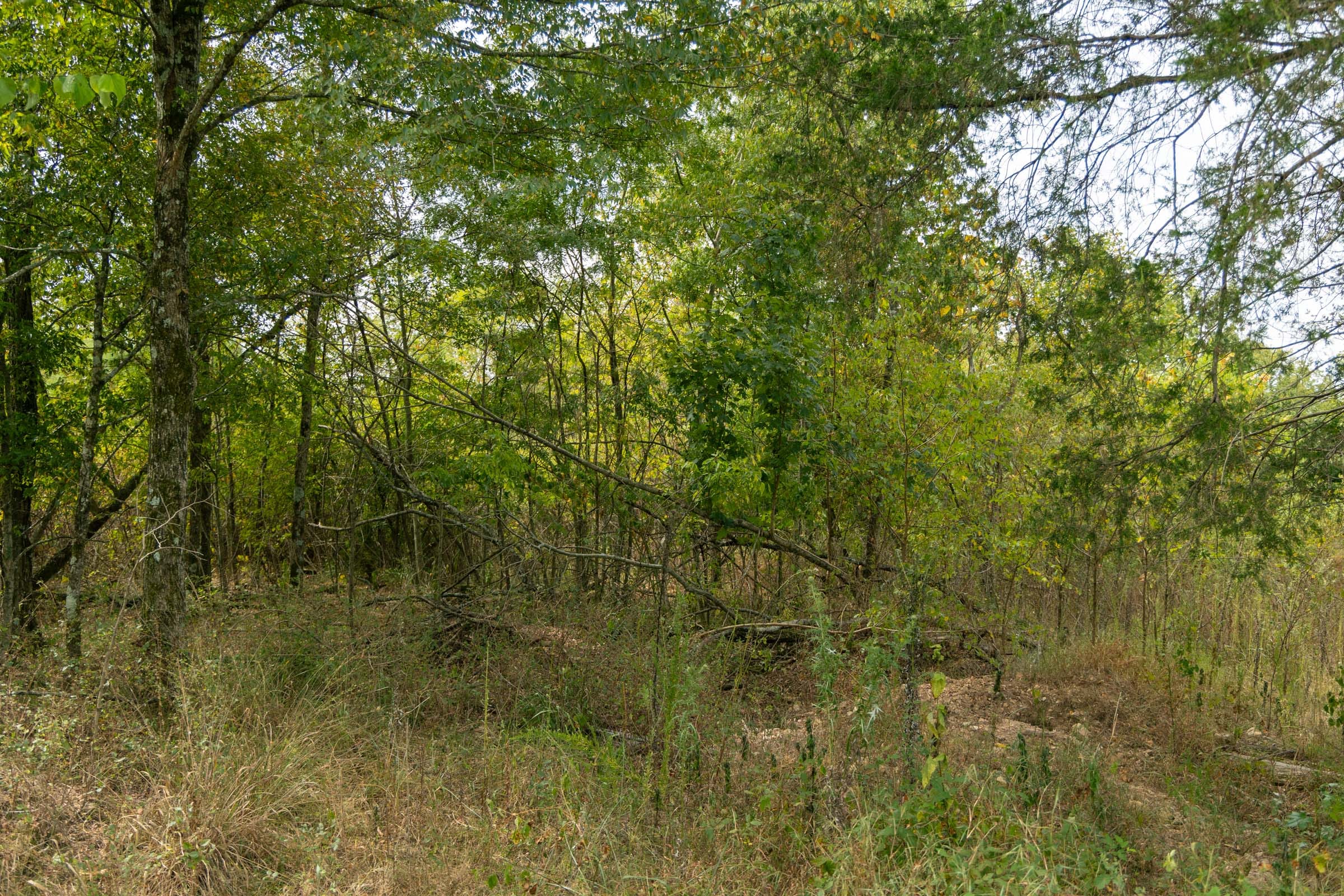 Big White Oak Tract 44 photo 2