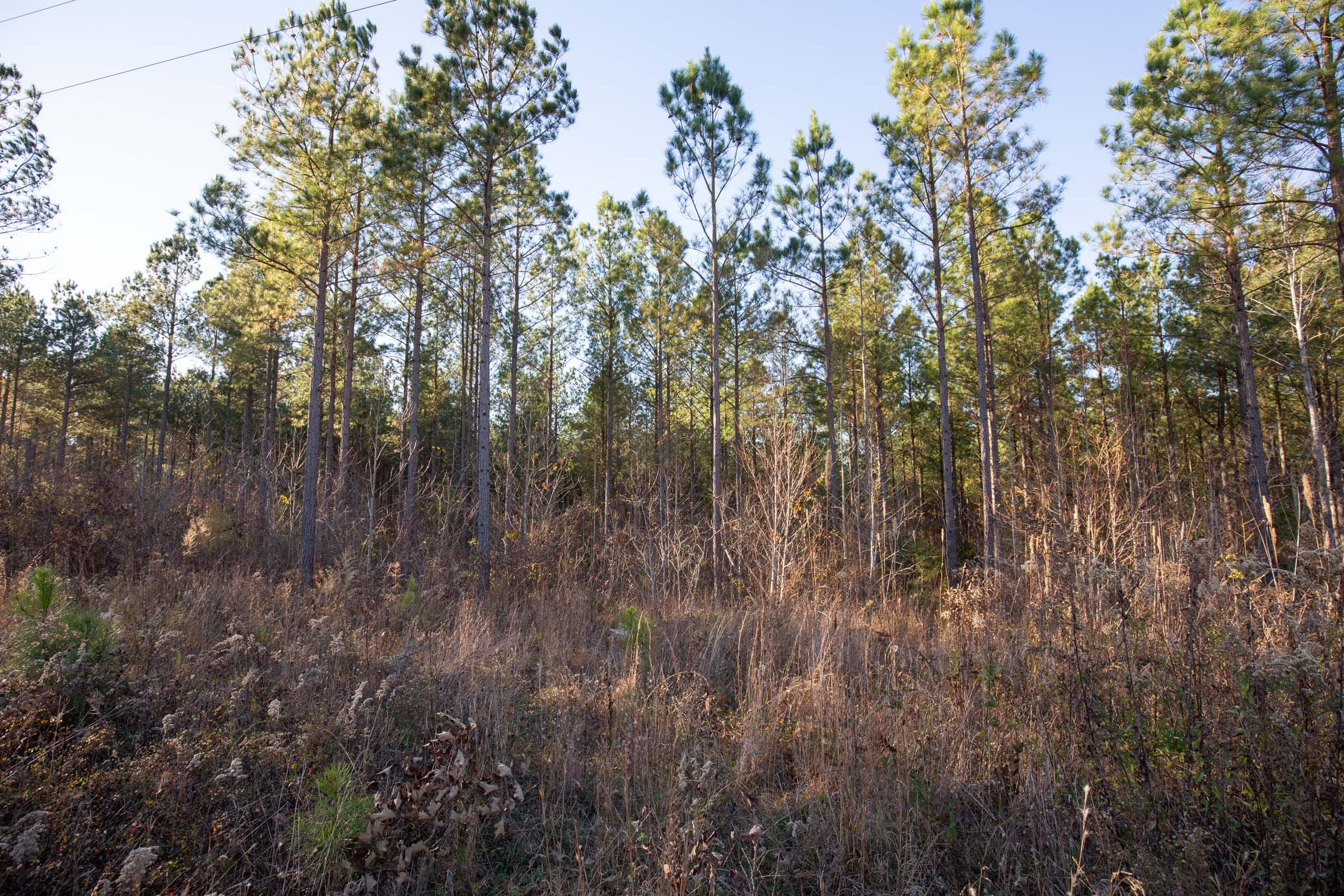 Whetstone Pines Tract 3 photo 5