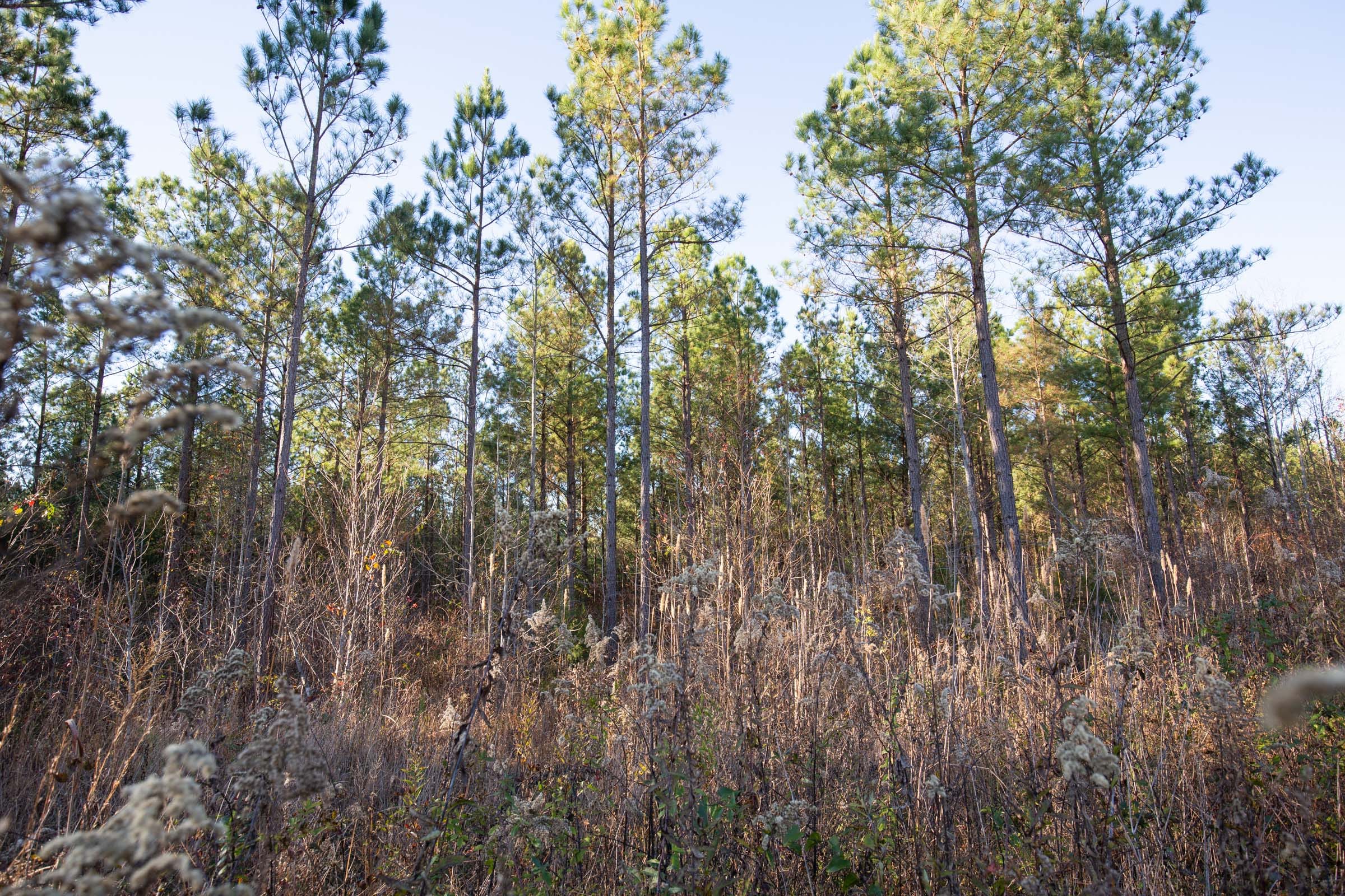 Whetstone Pines Tract 3 photo 6