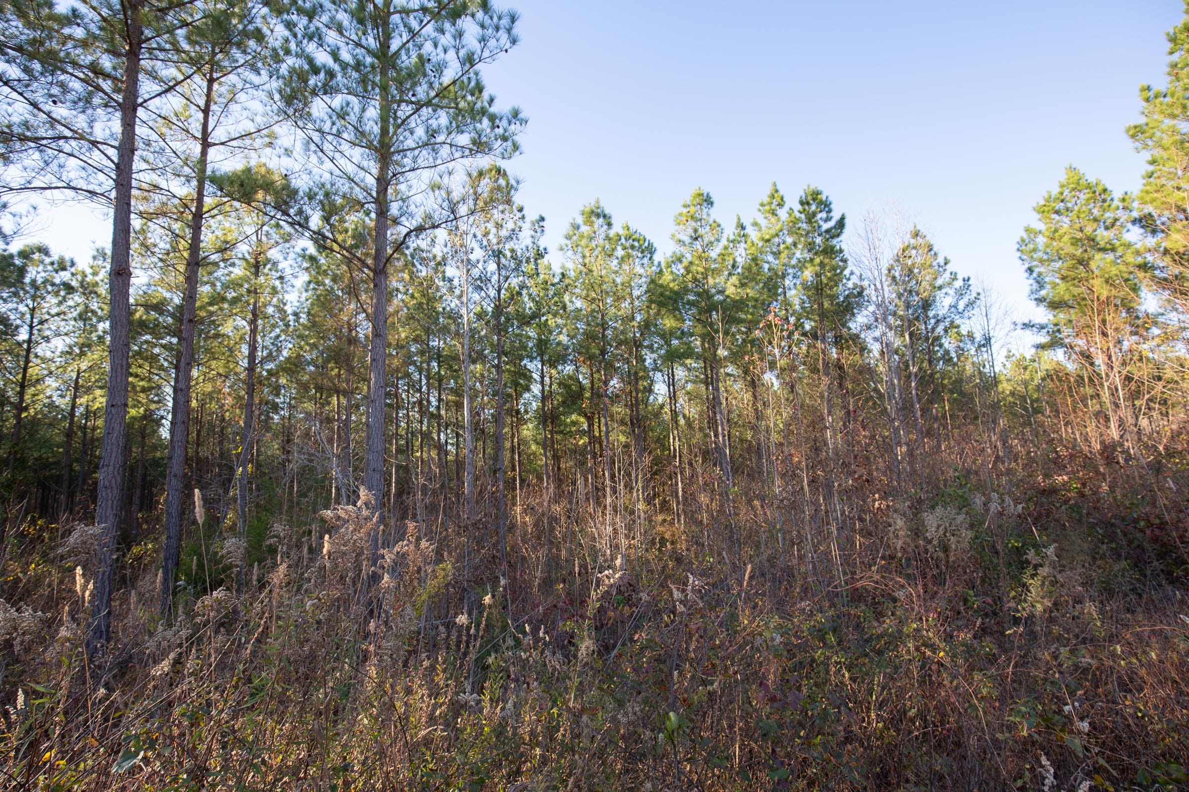 Whetstone Pines Tract 3 photo 1