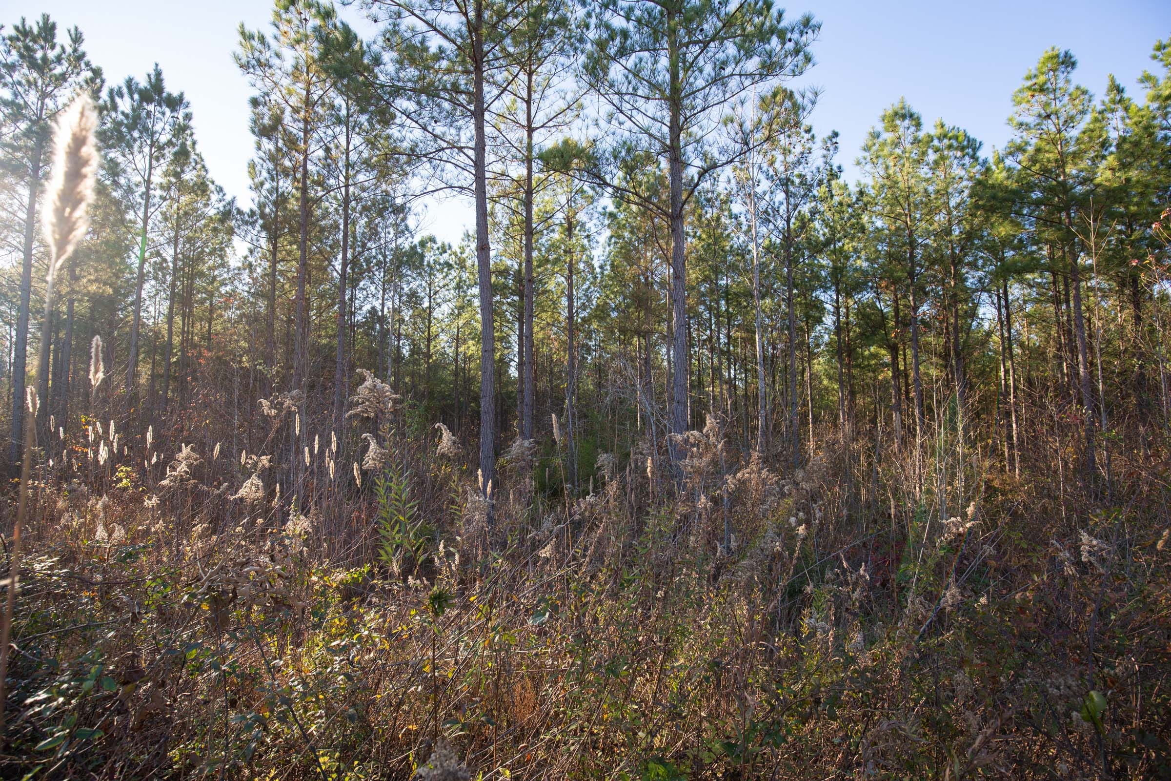 Whetstone Pines Tract 3 photo 7